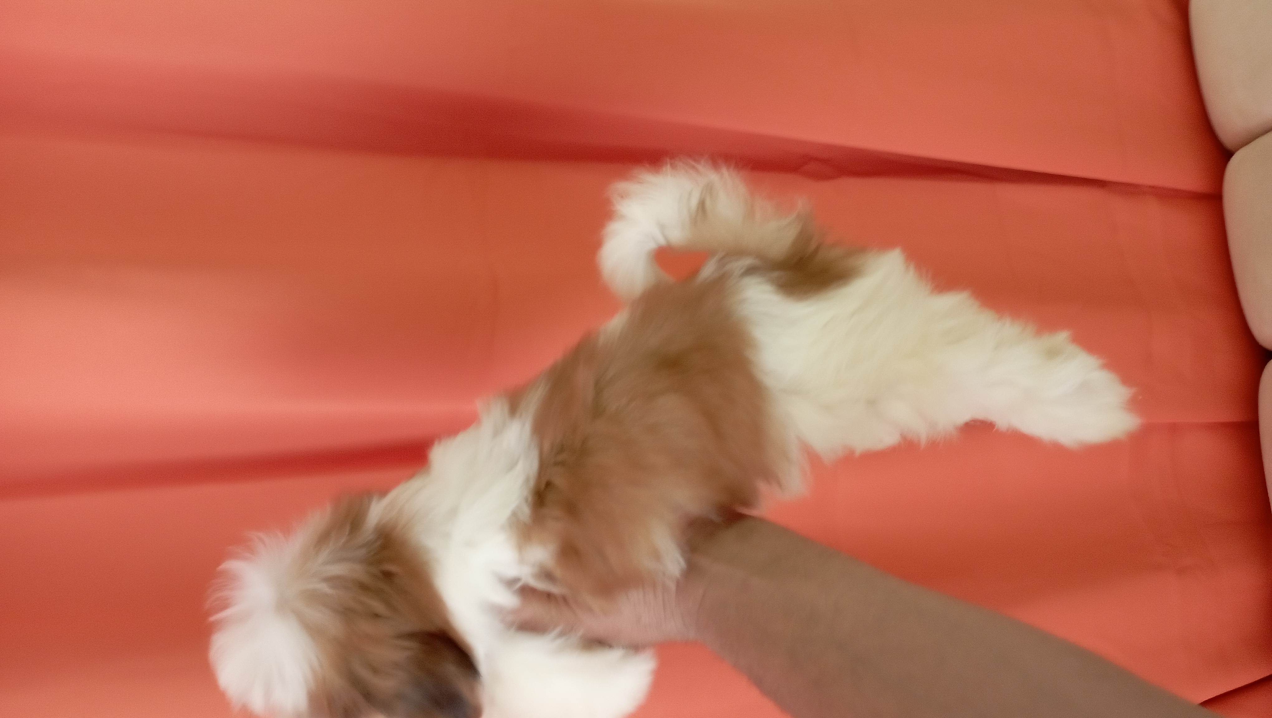 animales y mascotas - shipoo macho disponible  1