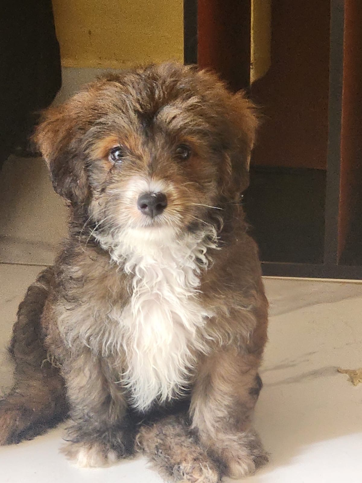 animales y mascotas - Mini poodle con shih poo 0