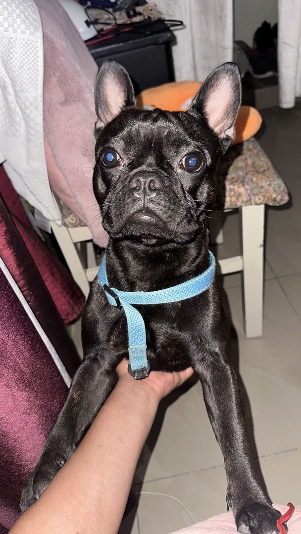 animales y mascotas - Se vende bulldog francés con un año de edad vacuna 6