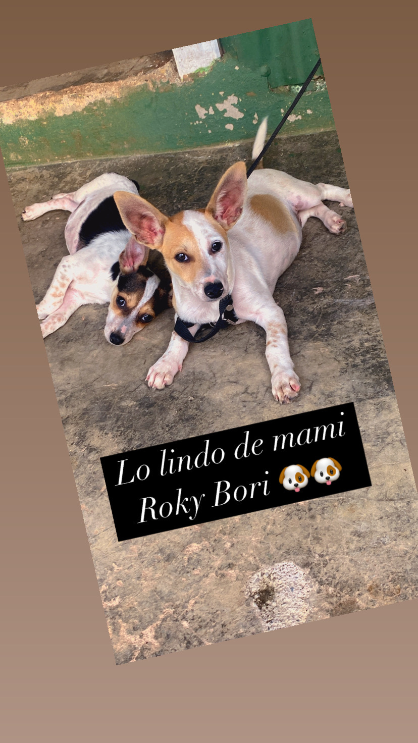 animales y mascotas - vendo perro número 3 chihuahua  0
