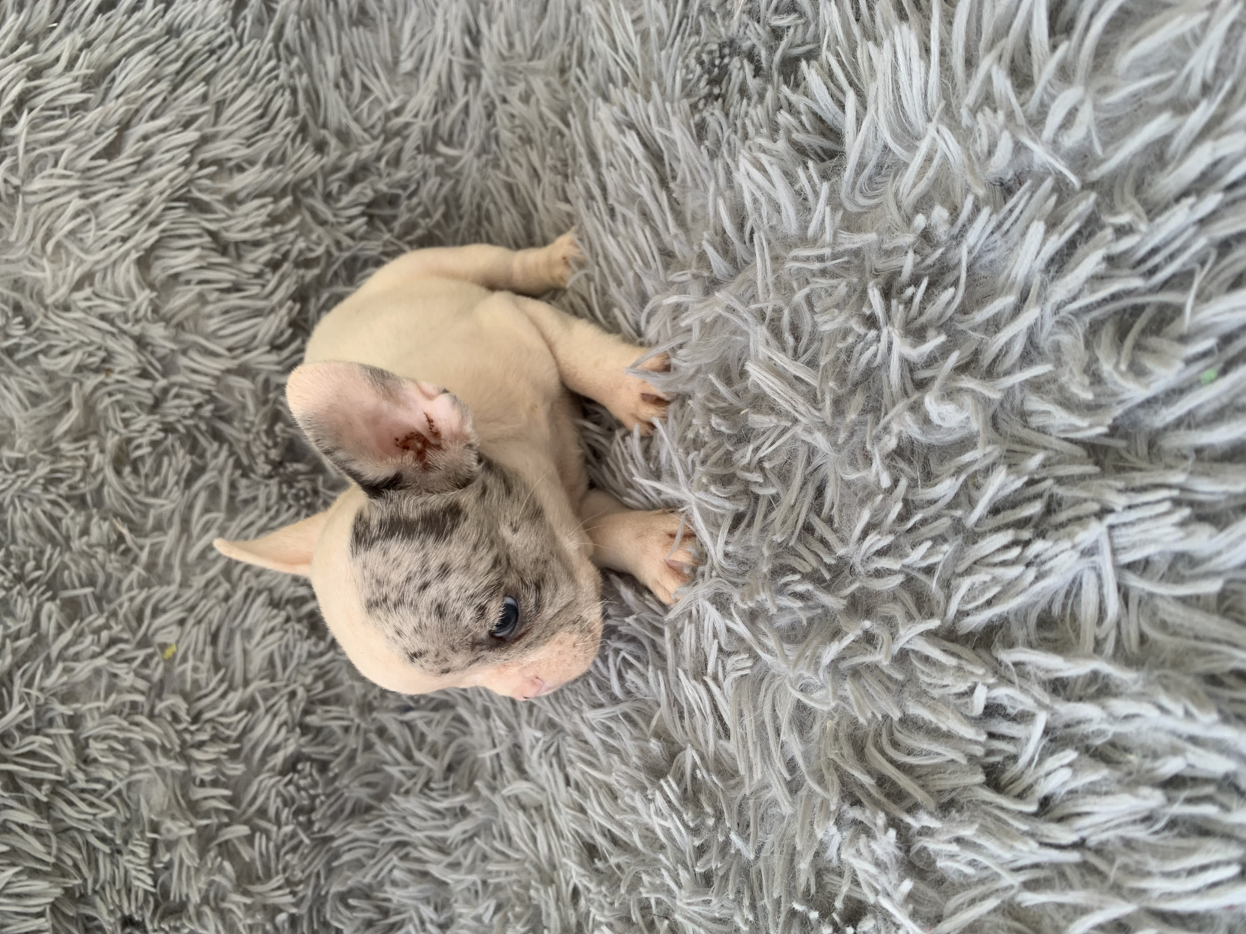 animales y mascotas - Bulldog Francés 