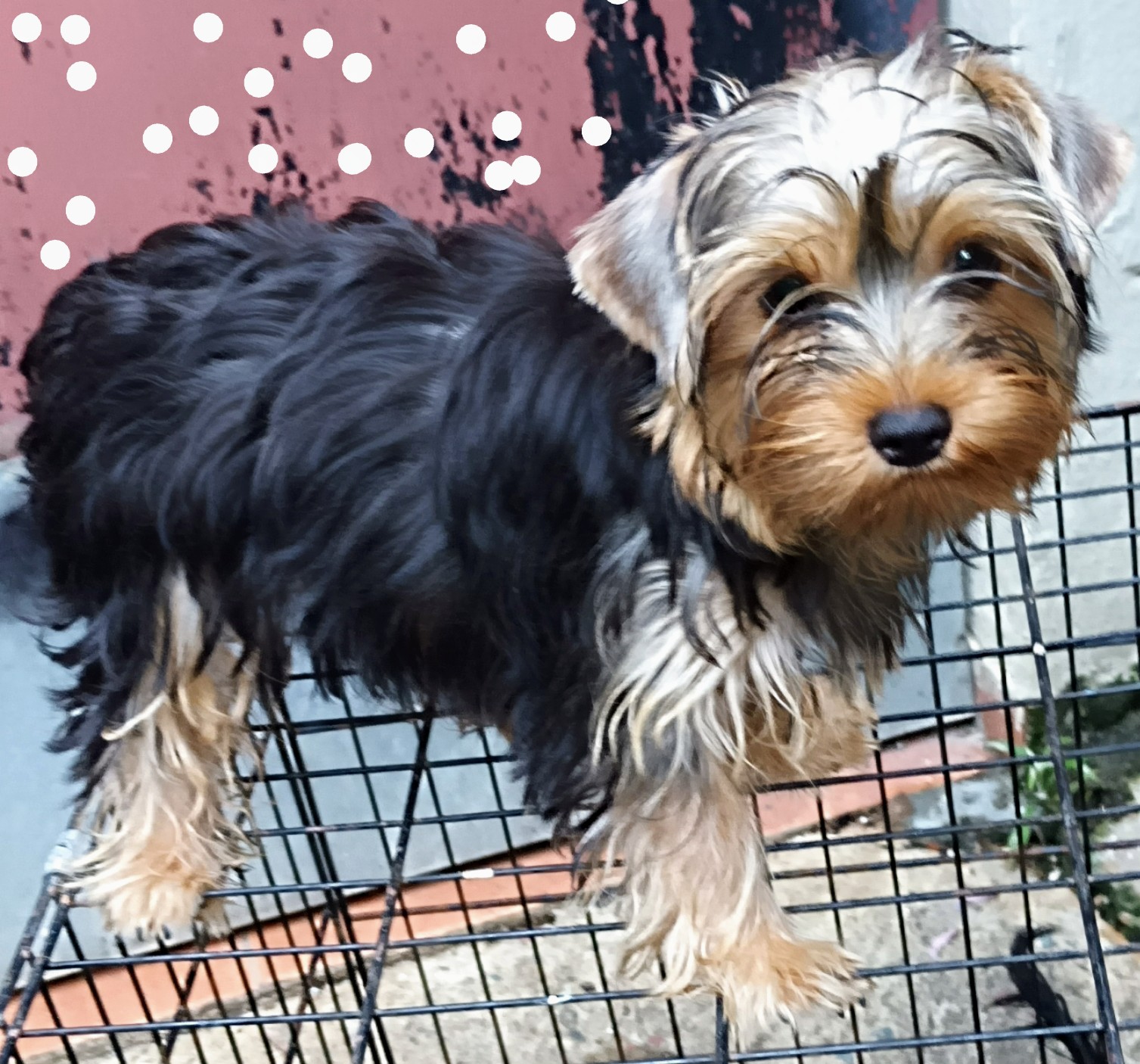animales y mascotas - cachorros de yorkies 0