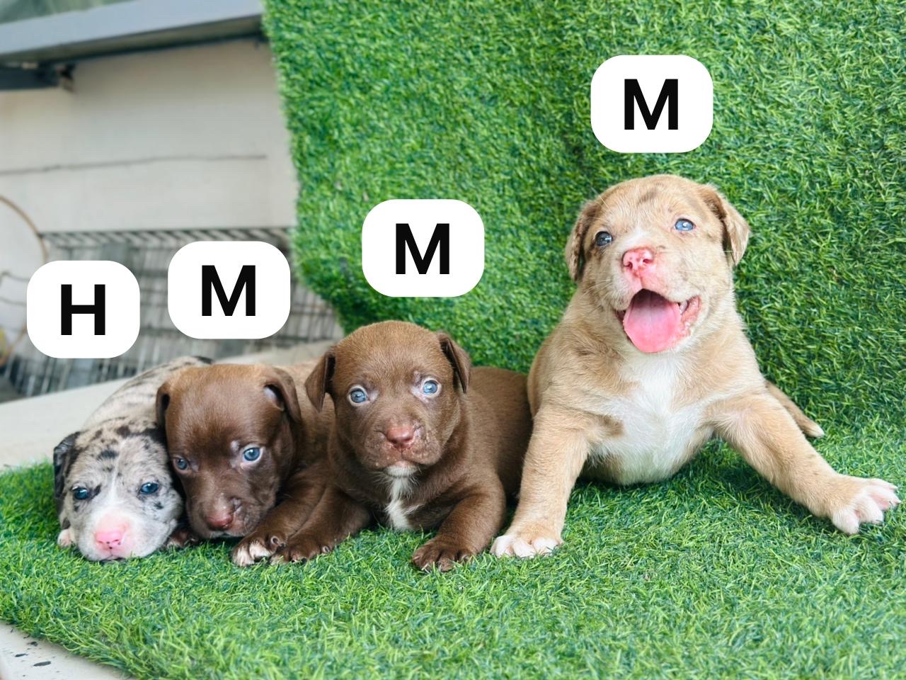 animales y mascotas - américan bully 0