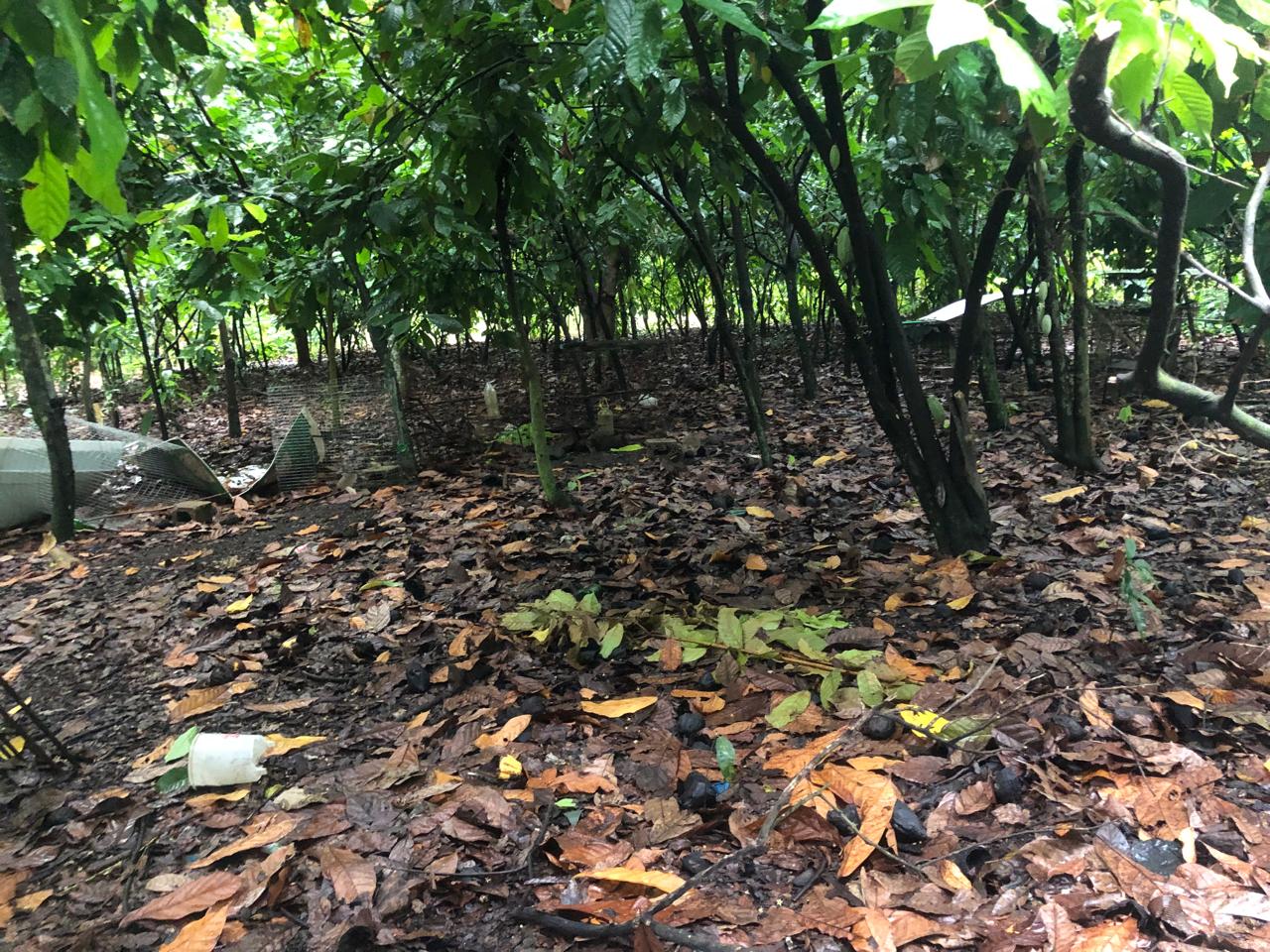 solares y terrenos - VENTA DE FINCA EN HATO NUEVO, PEDRO BRAND  3