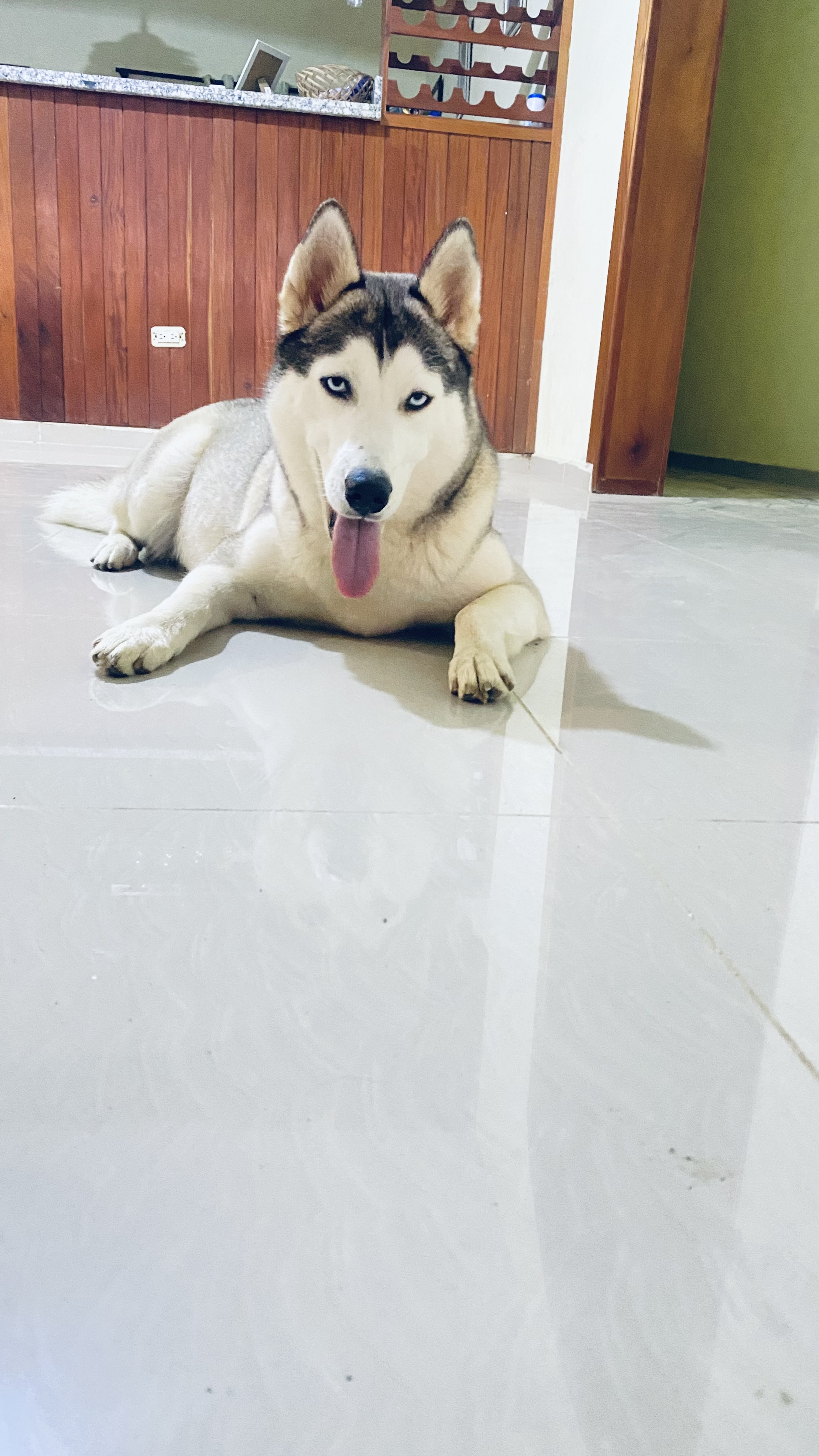 animales y mascotas - Cachorros kushye siveriano en venta  9