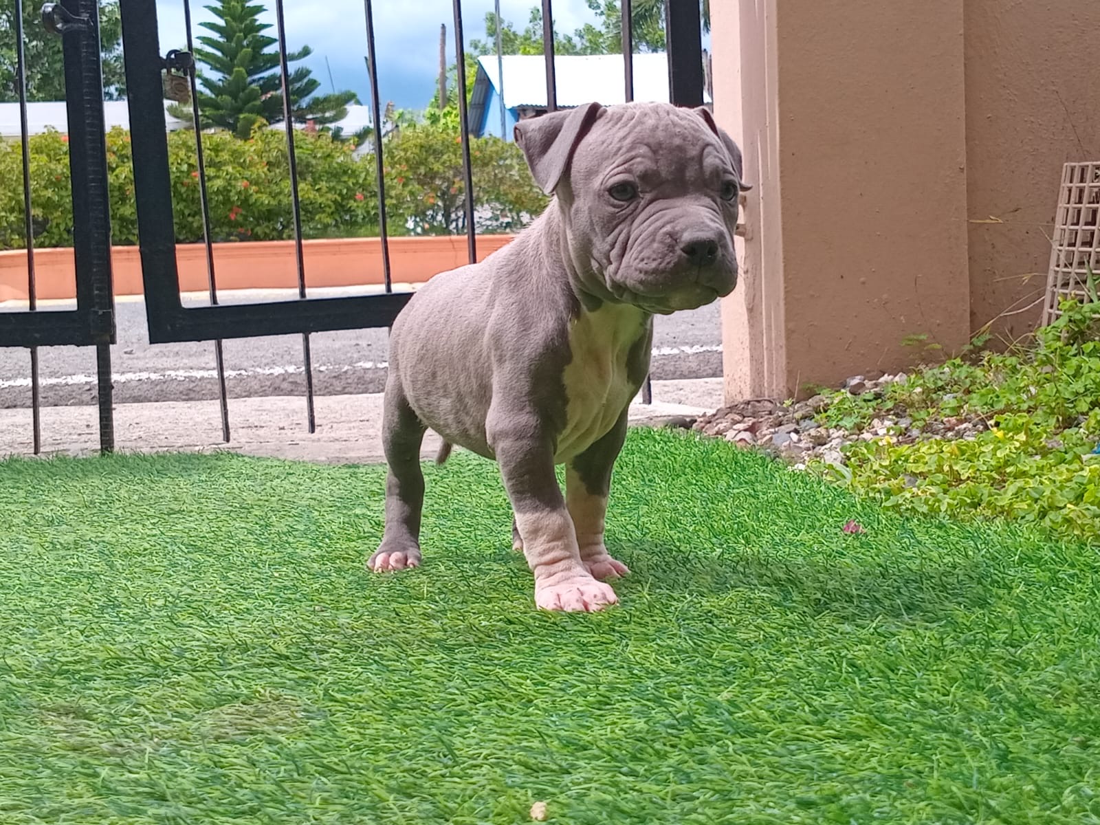 animales y mascotas - Pit bull  2