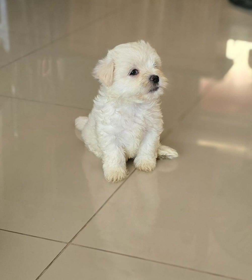 animales y mascotas - Venta de Cachorros Maltés Blancos  1