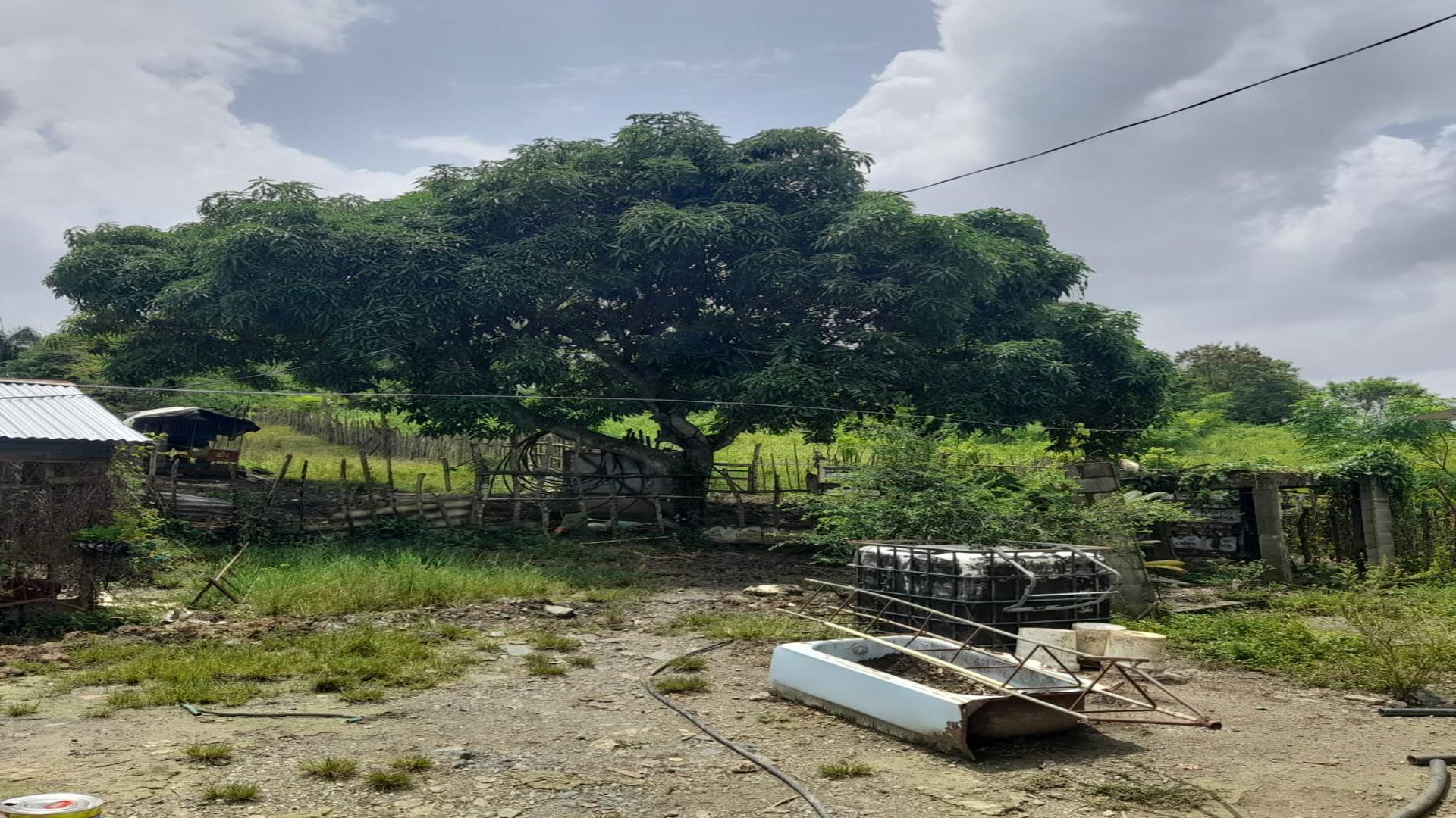 solares y terrenos - VENDO Finca en Villa Mella + Casa 250 m2 5