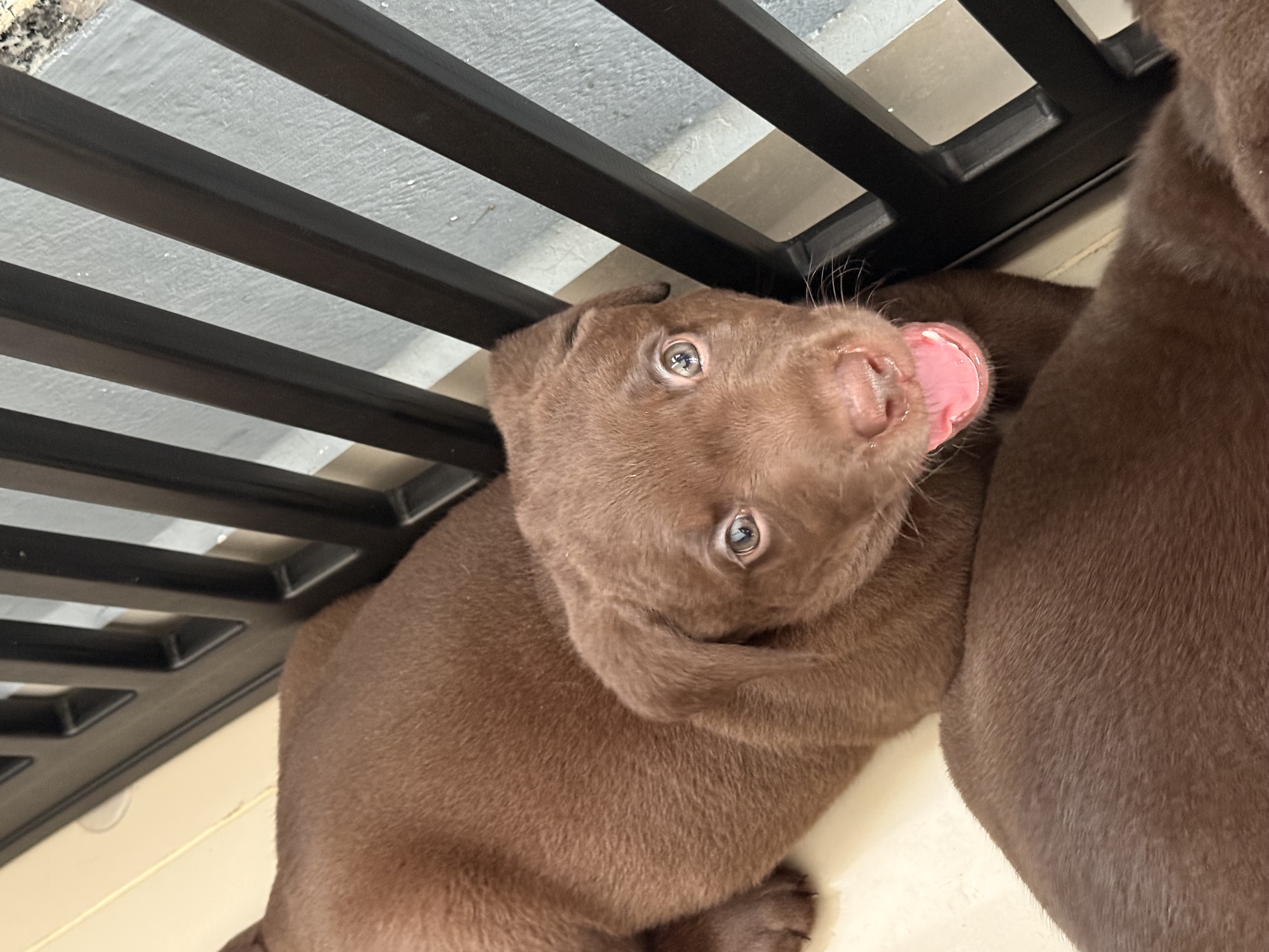 animales y mascotas - Cachorros Labrador  2
