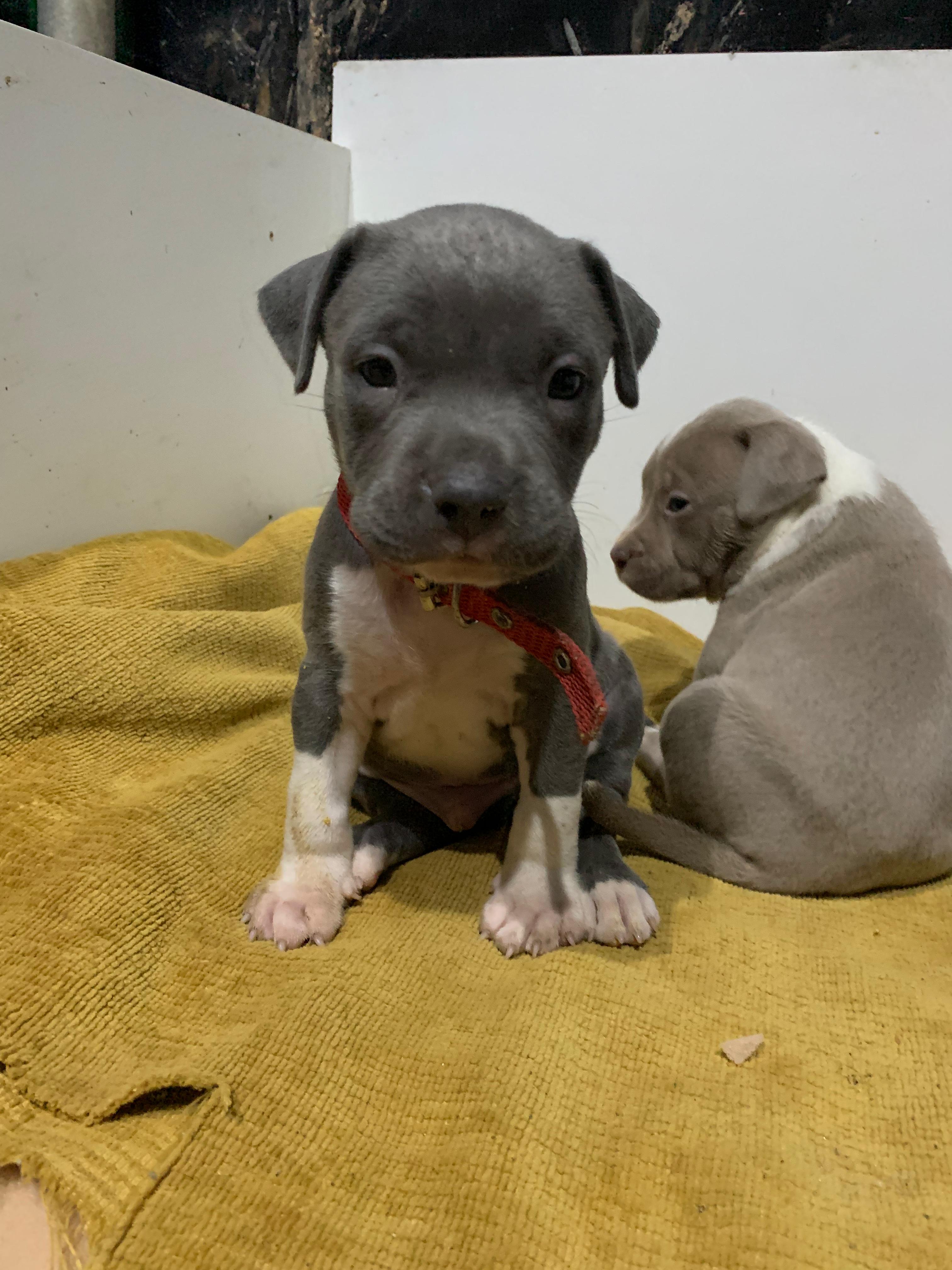 animales y mascotas - Pitbull 2