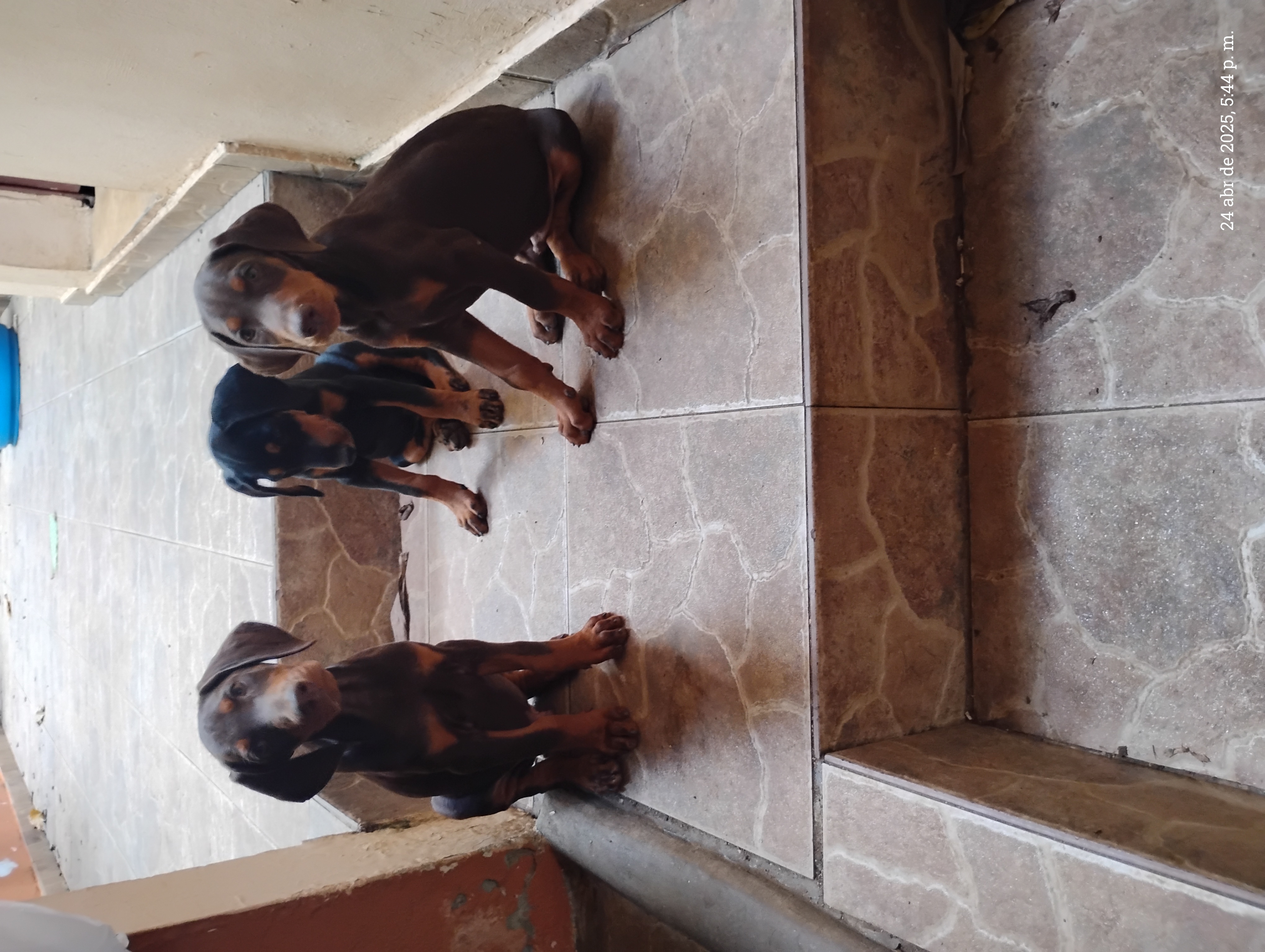 animales y mascotas - Doberman cachorros en venta 0