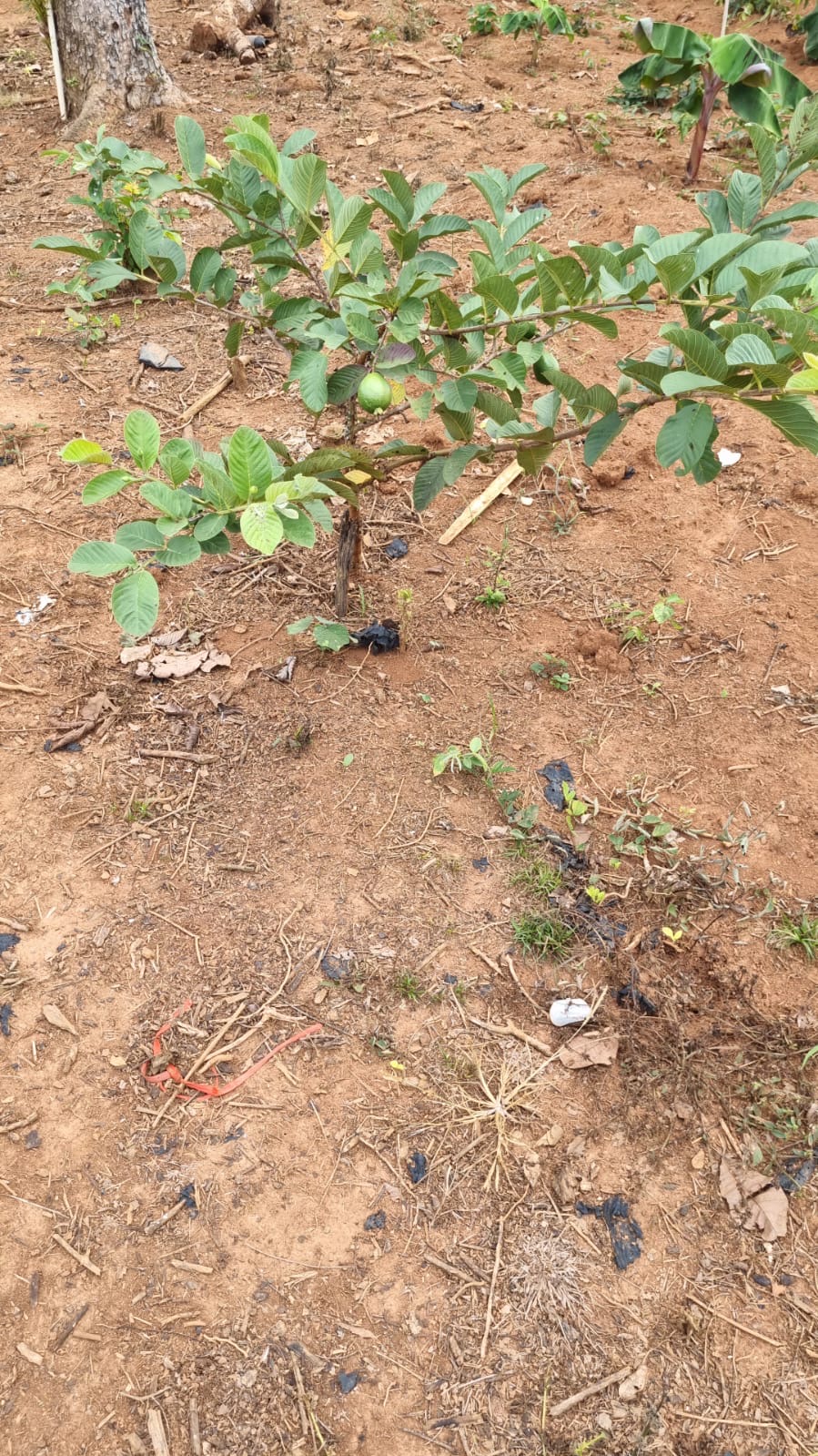 solares y terrenos - VENDO 1 FINCA EN “DON JUAN” PROVINCIA MONTE PLATA 7