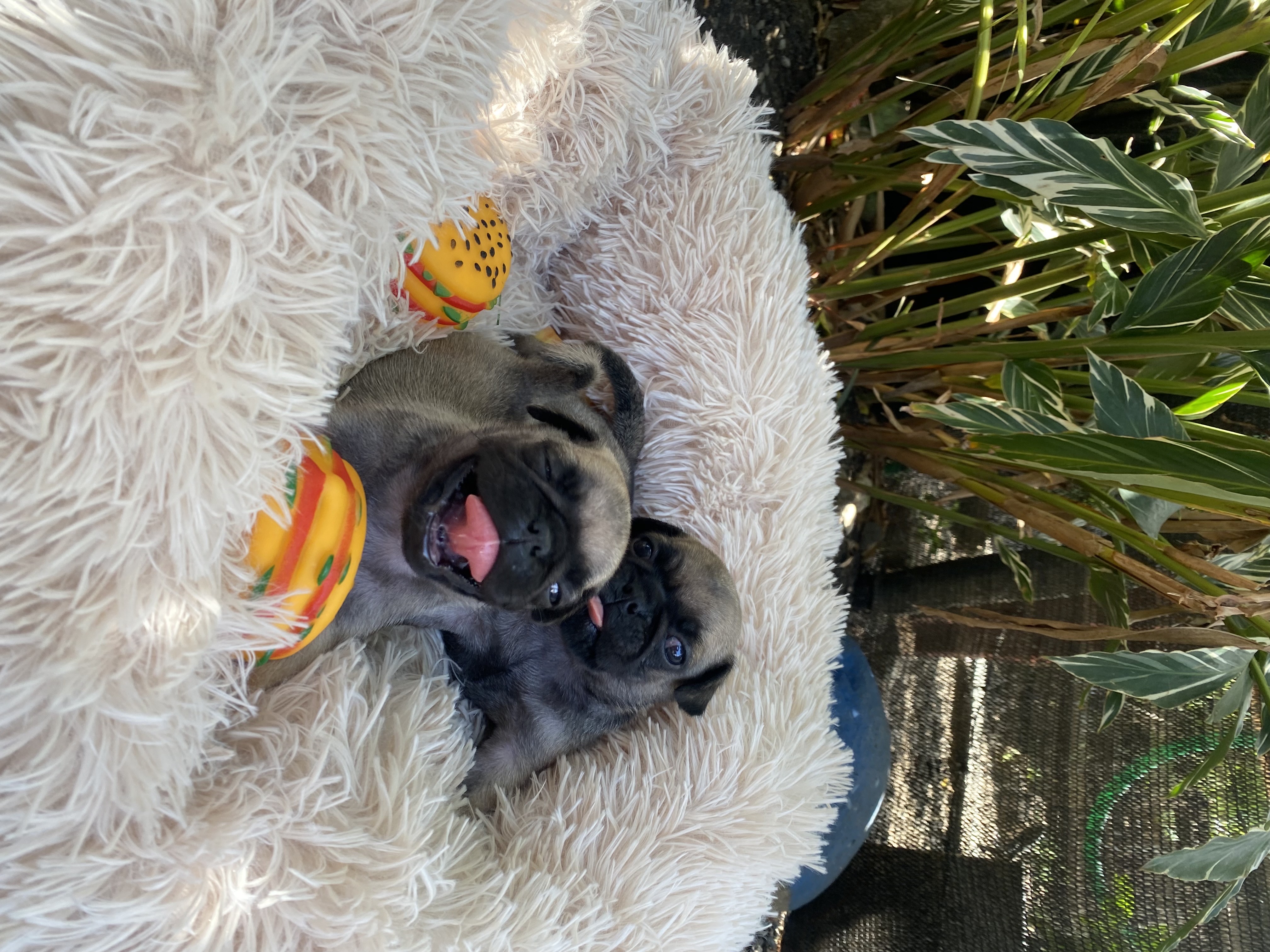animales y mascotas - Pug 0