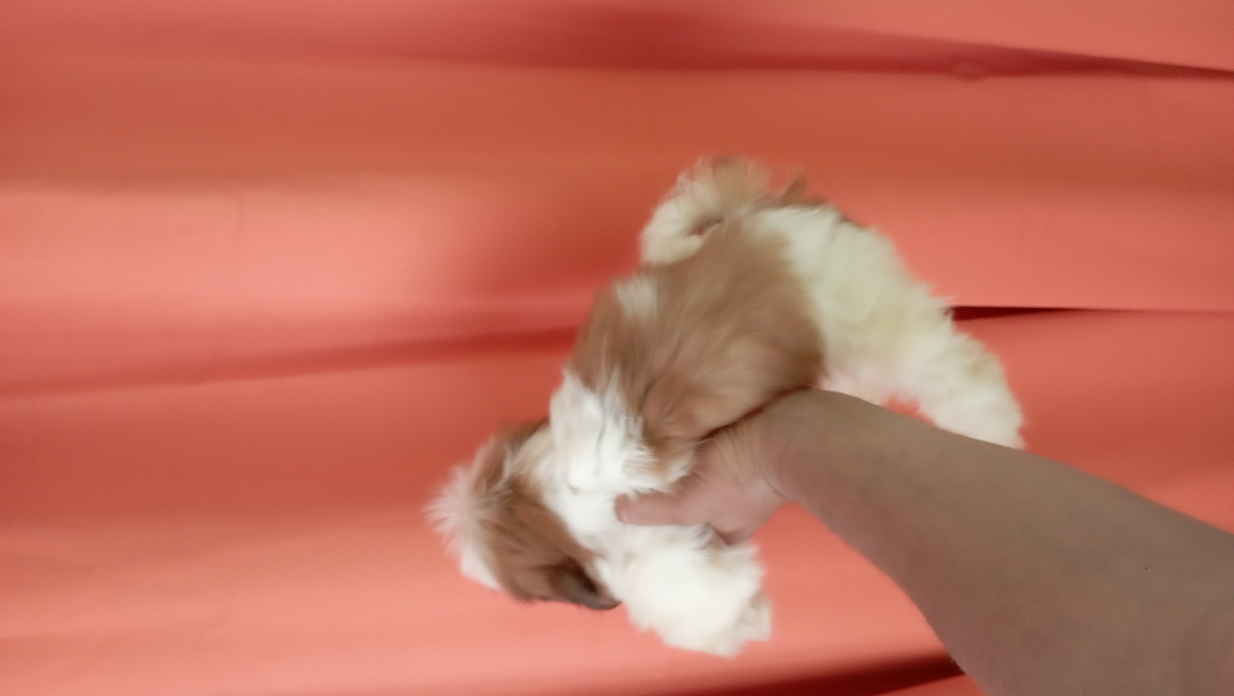 animales y mascotas - shipoo macho disponible  2