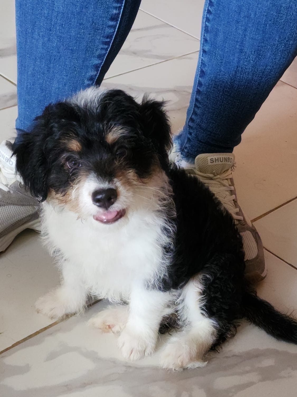 animales y mascotas - Mini poodle con shih poo 1