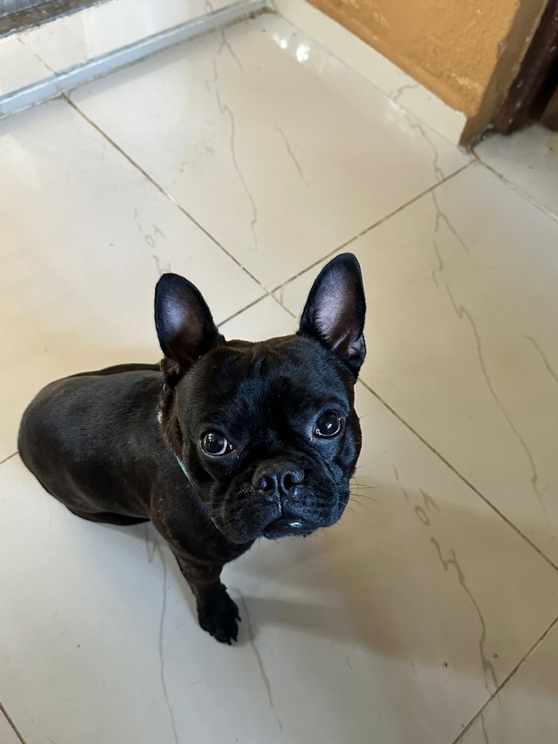 animales y mascotas - Se vende bulldog francés con un año de edad vacuna 7