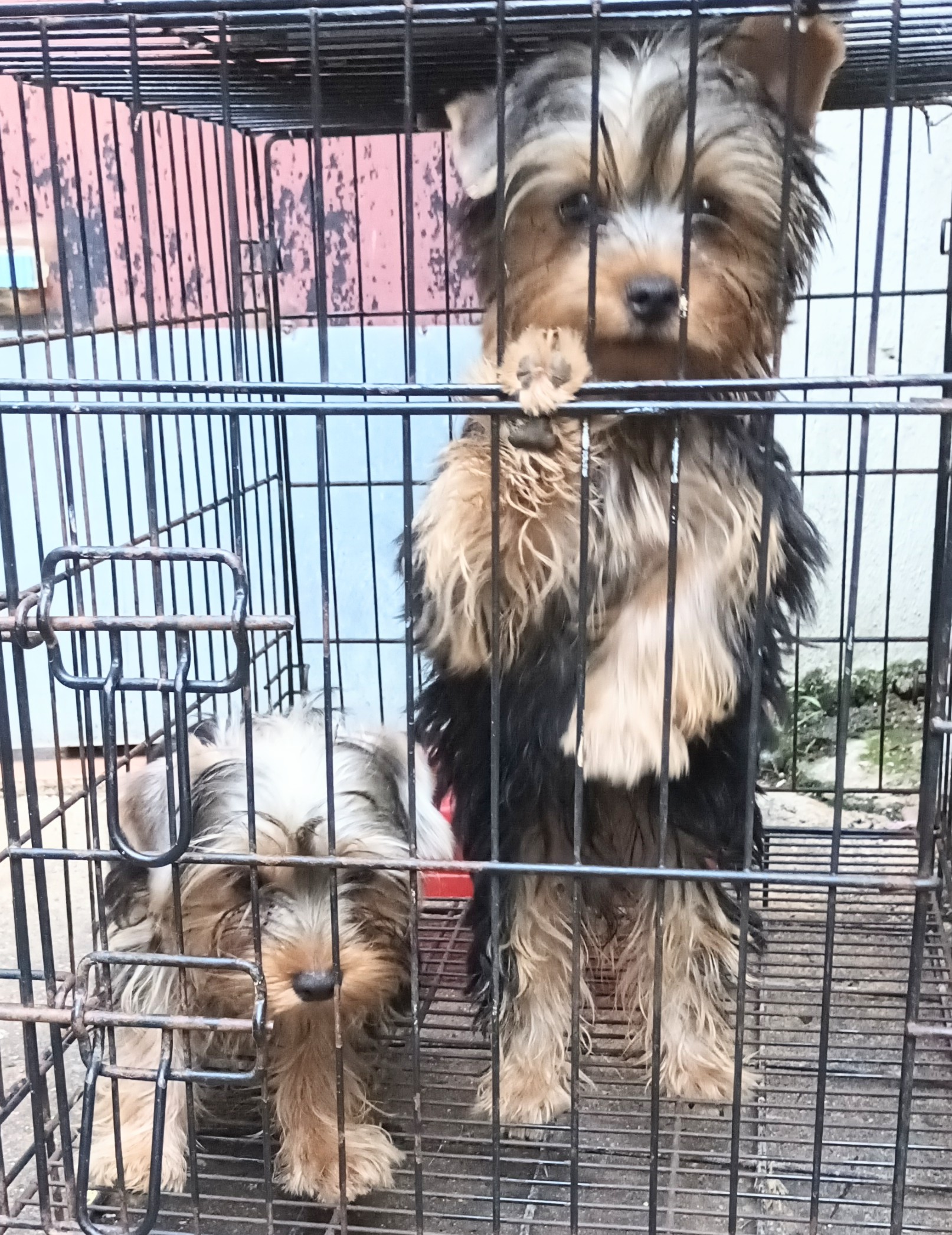 animales y mascotas - cachorros de yorkies 1