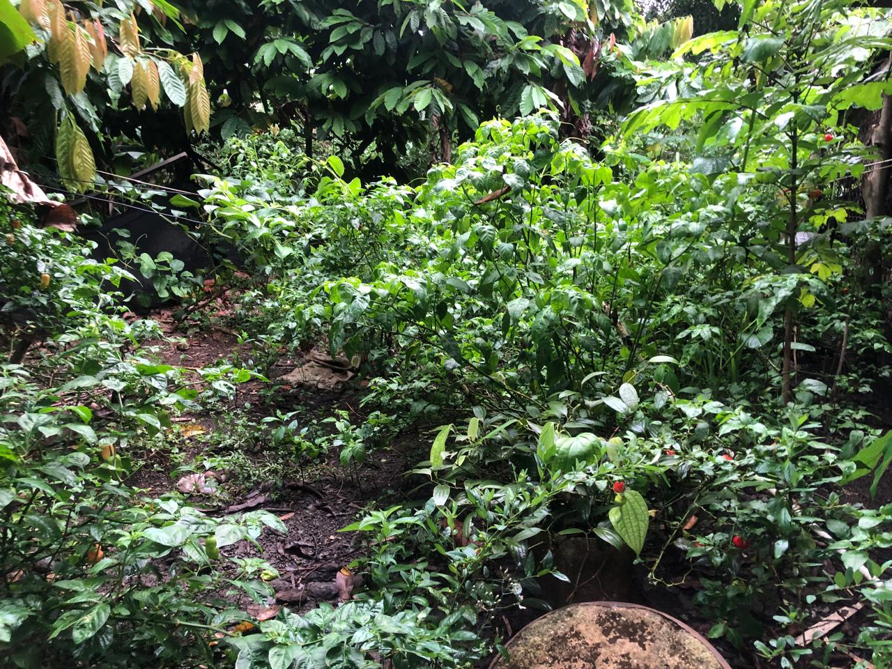 solares y terrenos - VENTA DE FINCA EN HATO NUEVO, PEDRO BRAND  4