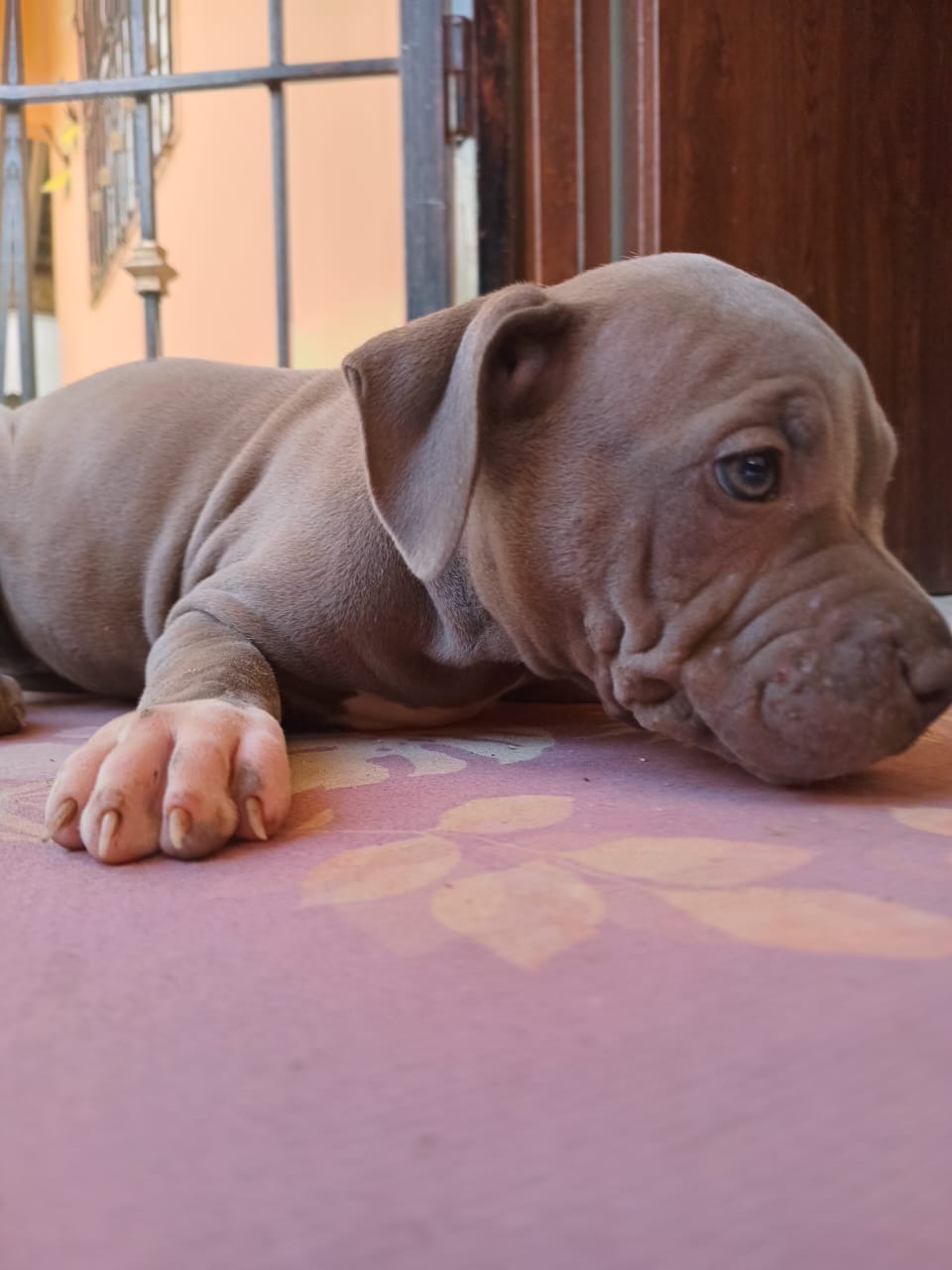 animales y mascotas - Pit bull  3
