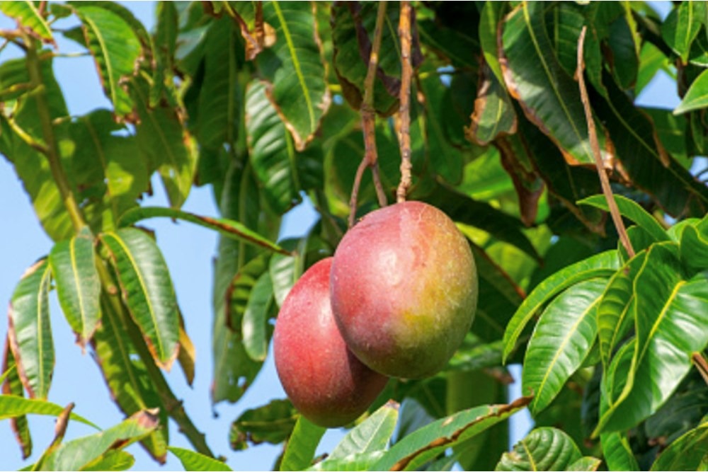 solares y terrenos - Venta de finca de mango en Baní por debajo del pre 5