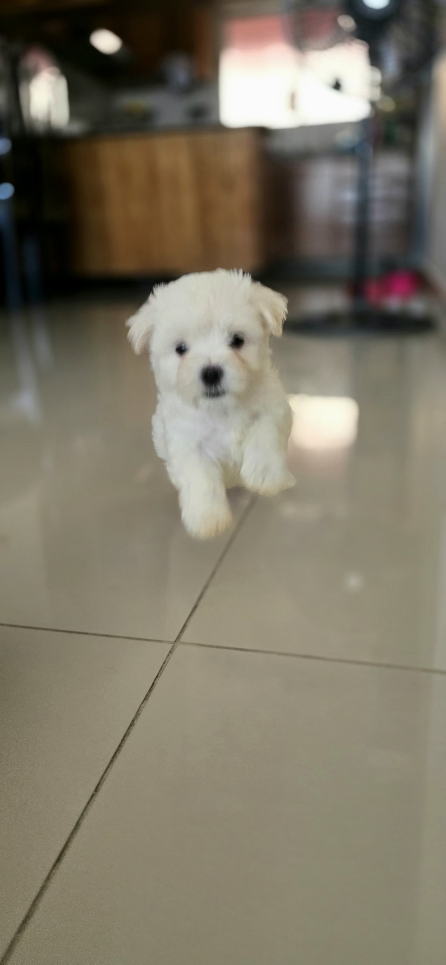 animales y mascotas - Venta de Cachorros Maltés Blancos  2