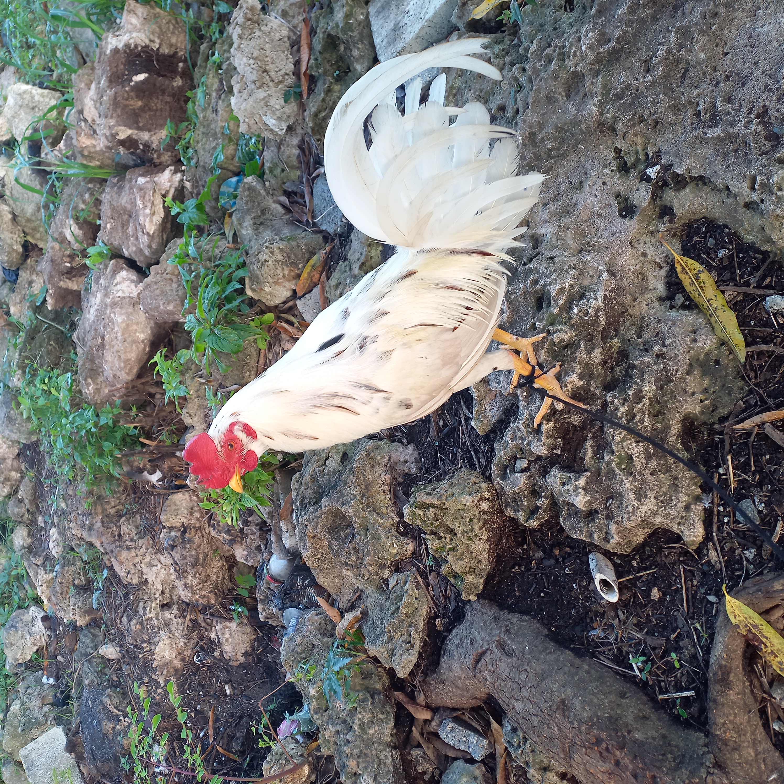 animales y mascotas - Gallo fino y cortador. 0