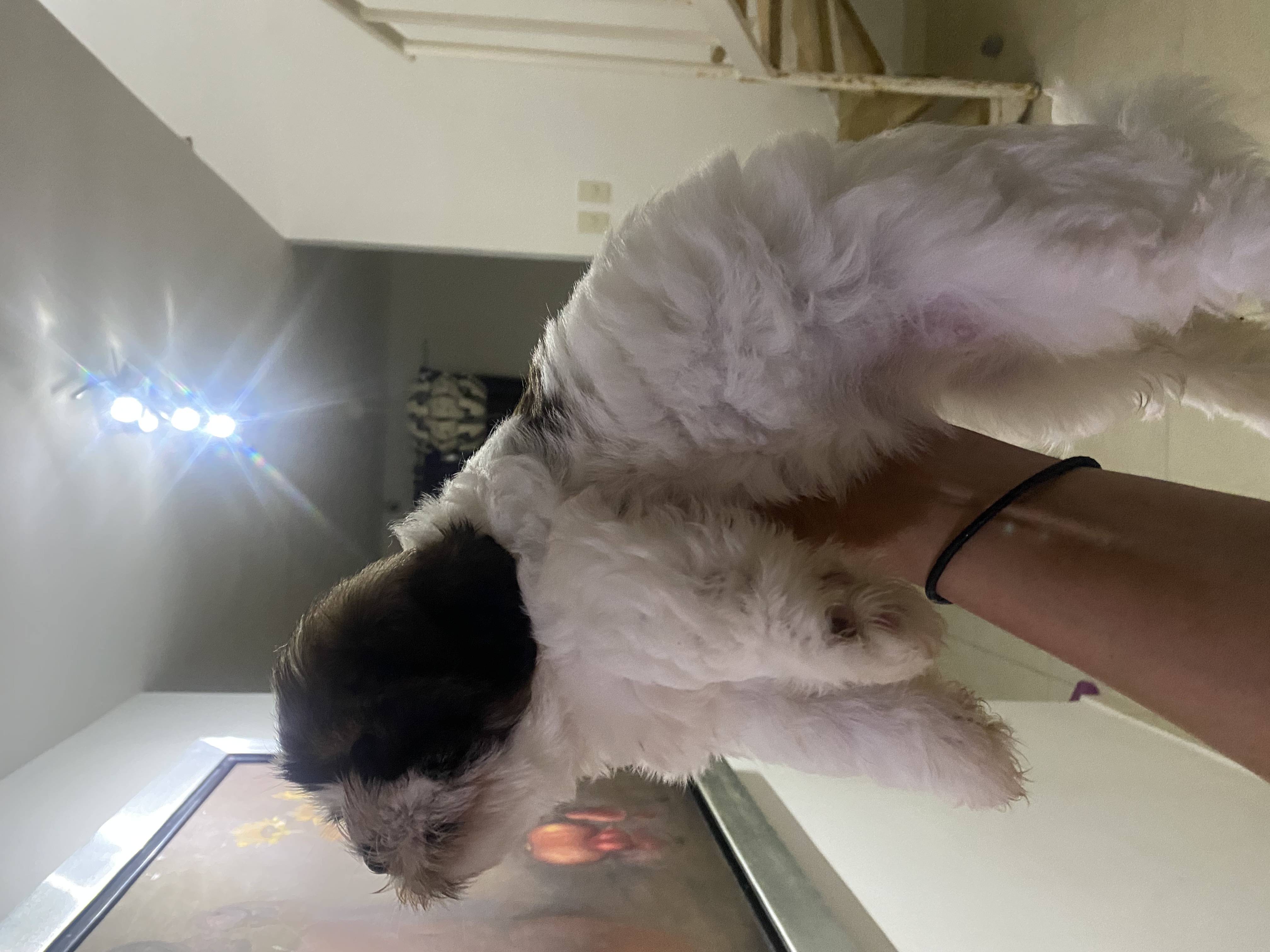 animales y mascotas - Vendo perritos cachorros hembras -padre ShitZu 