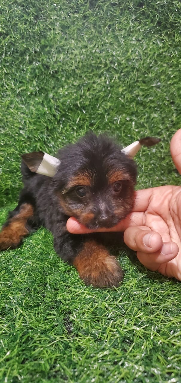 animales y mascotas - Yorkies