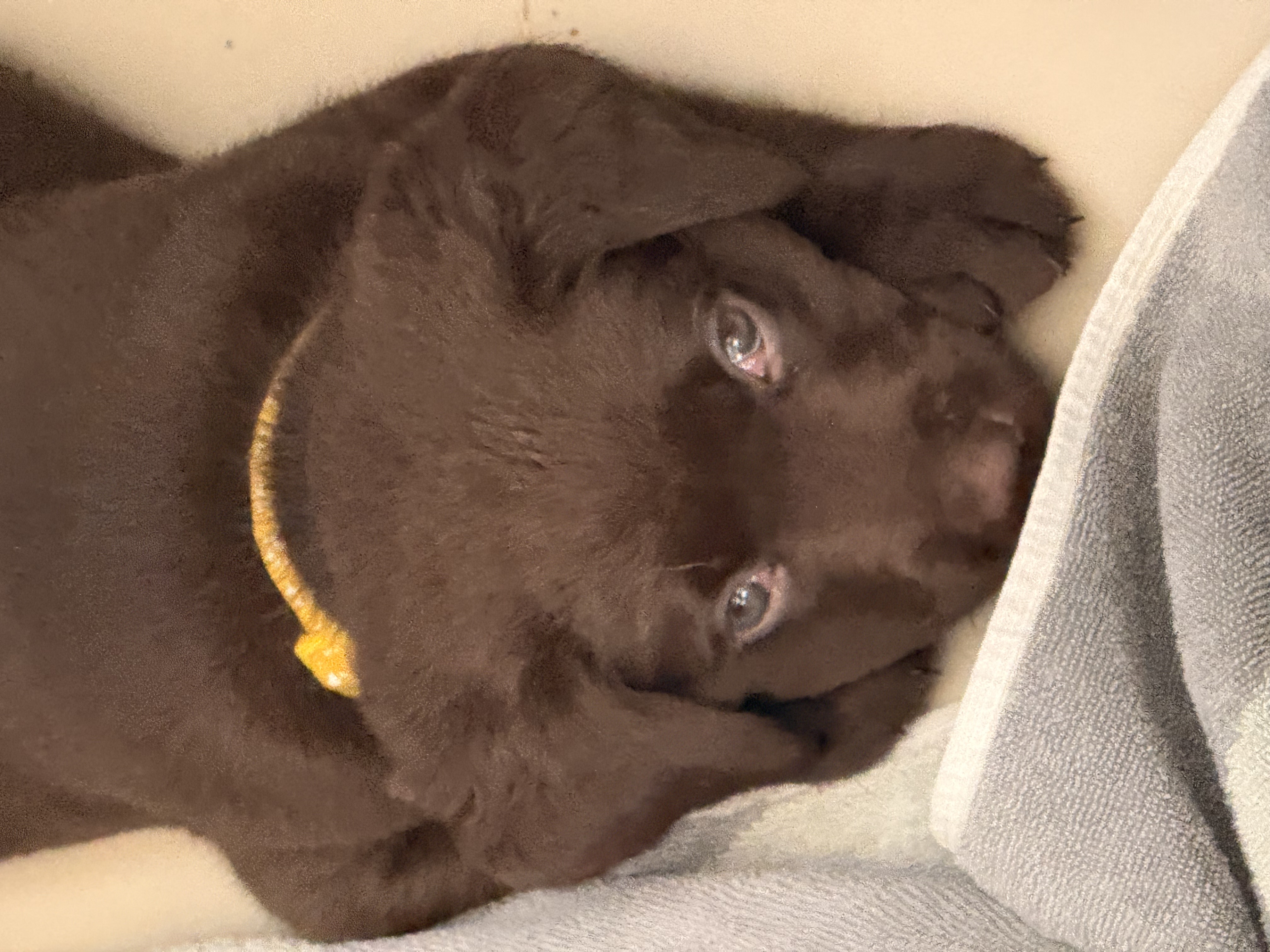 animales y mascotas - Cachorros Labrador  3