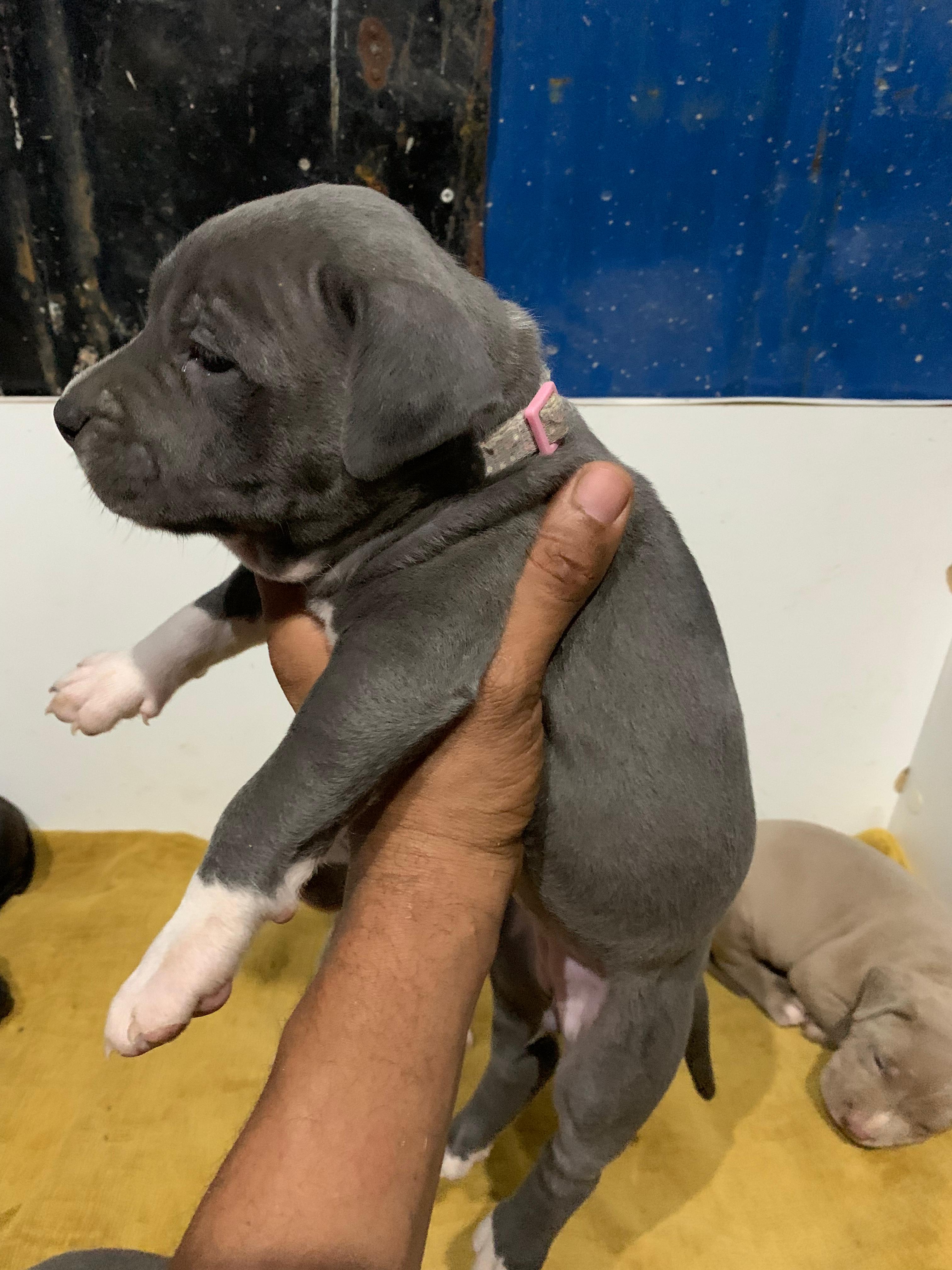 animales y mascotas - Pitbull 3