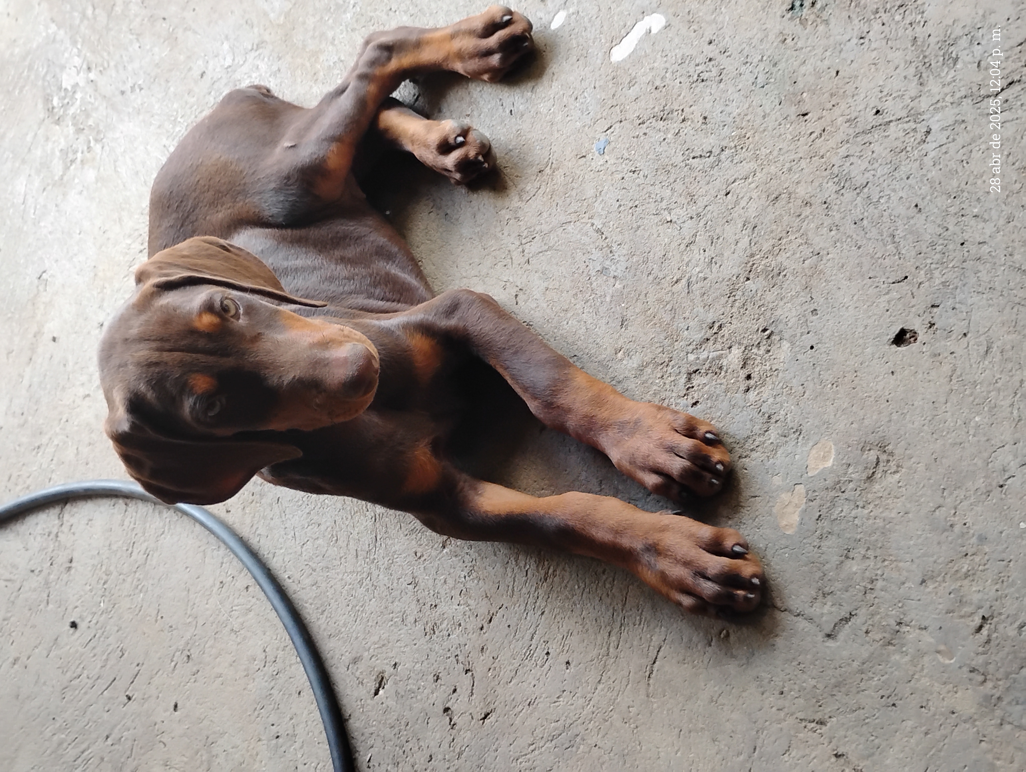 animales y mascotas - Doberman cachorros en venta 1