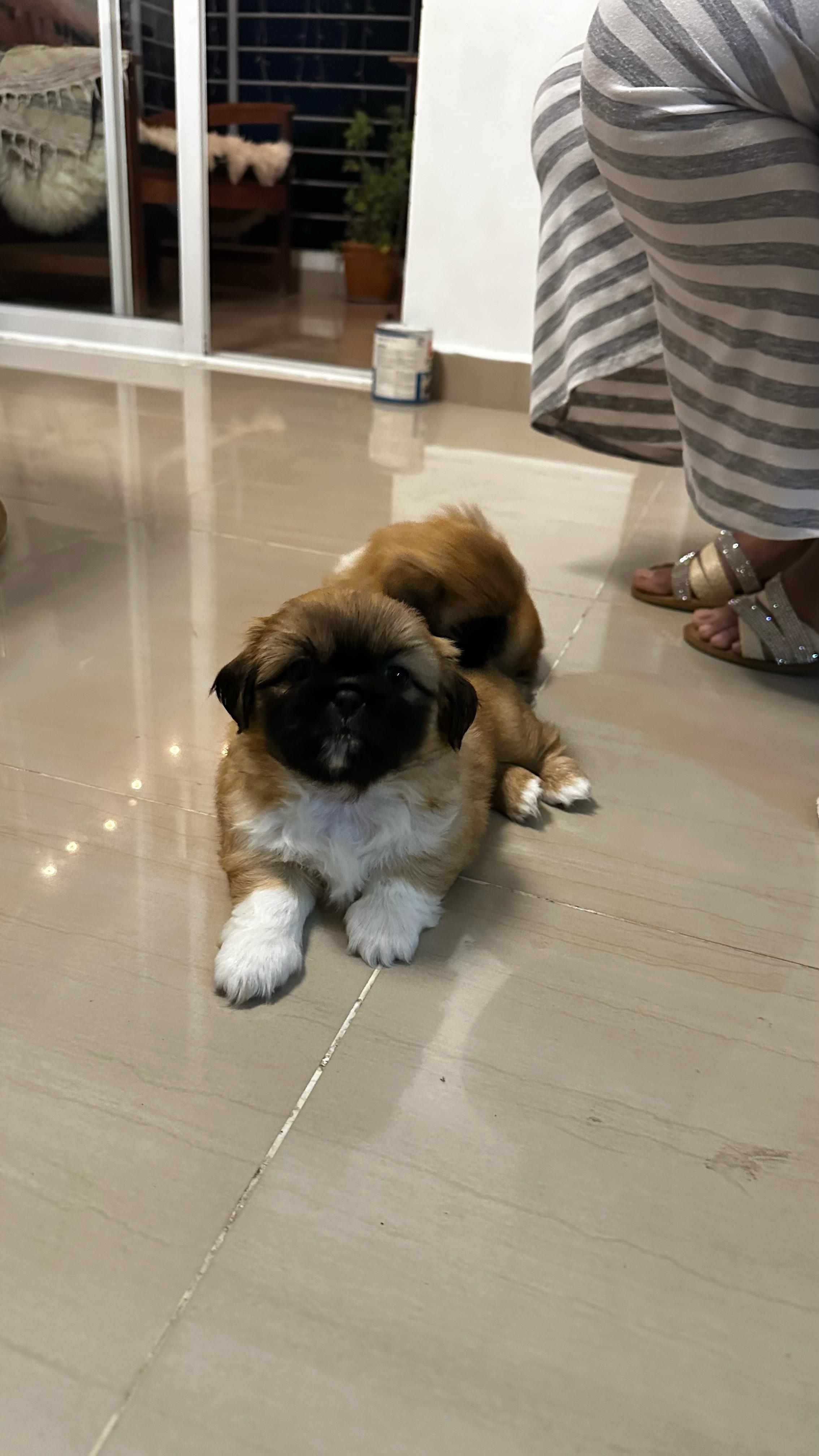 animales y mascotas - Tierno cachorro macho pekinés / pequinés en venta