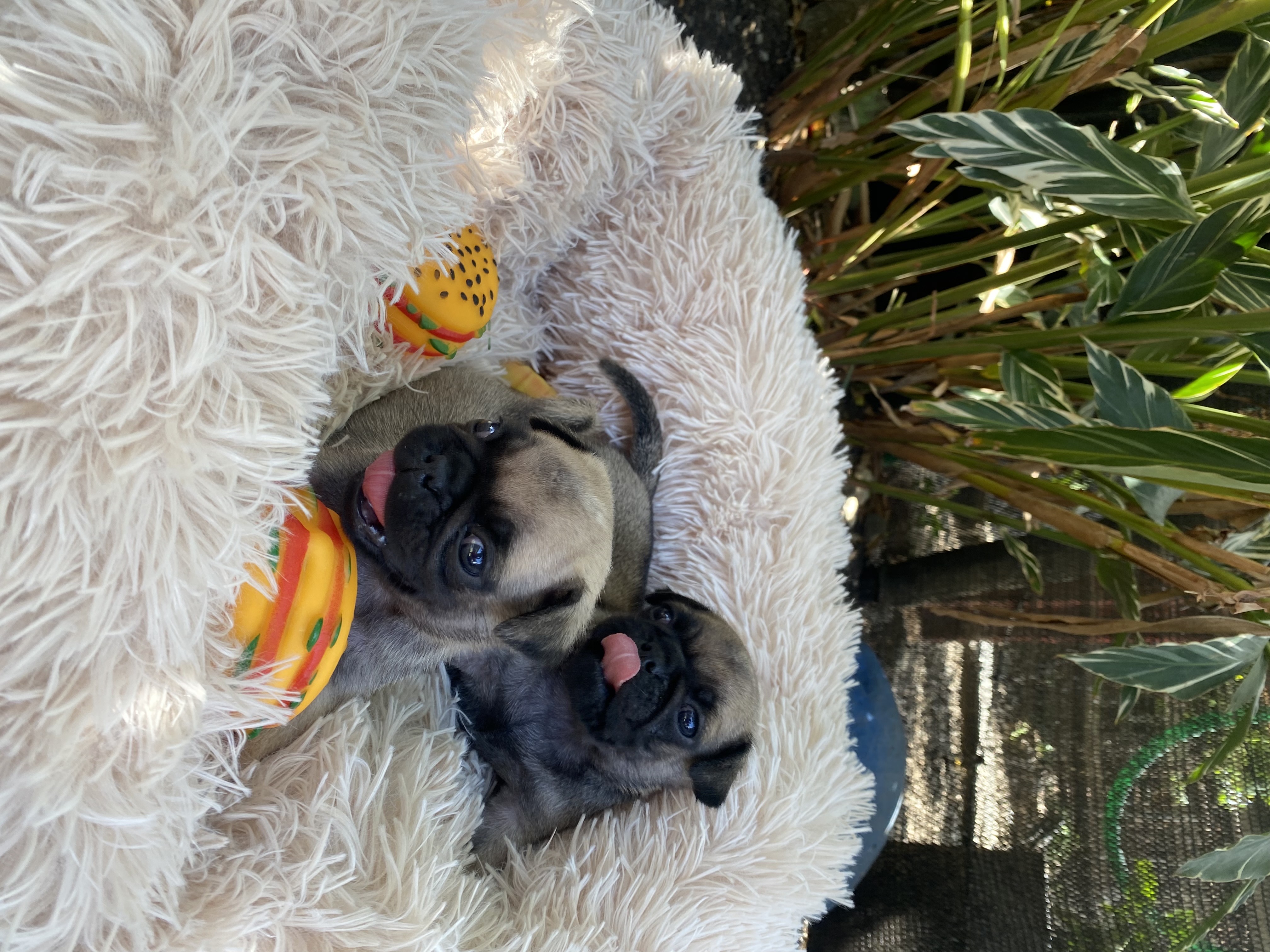animales y mascotas - Pug 1