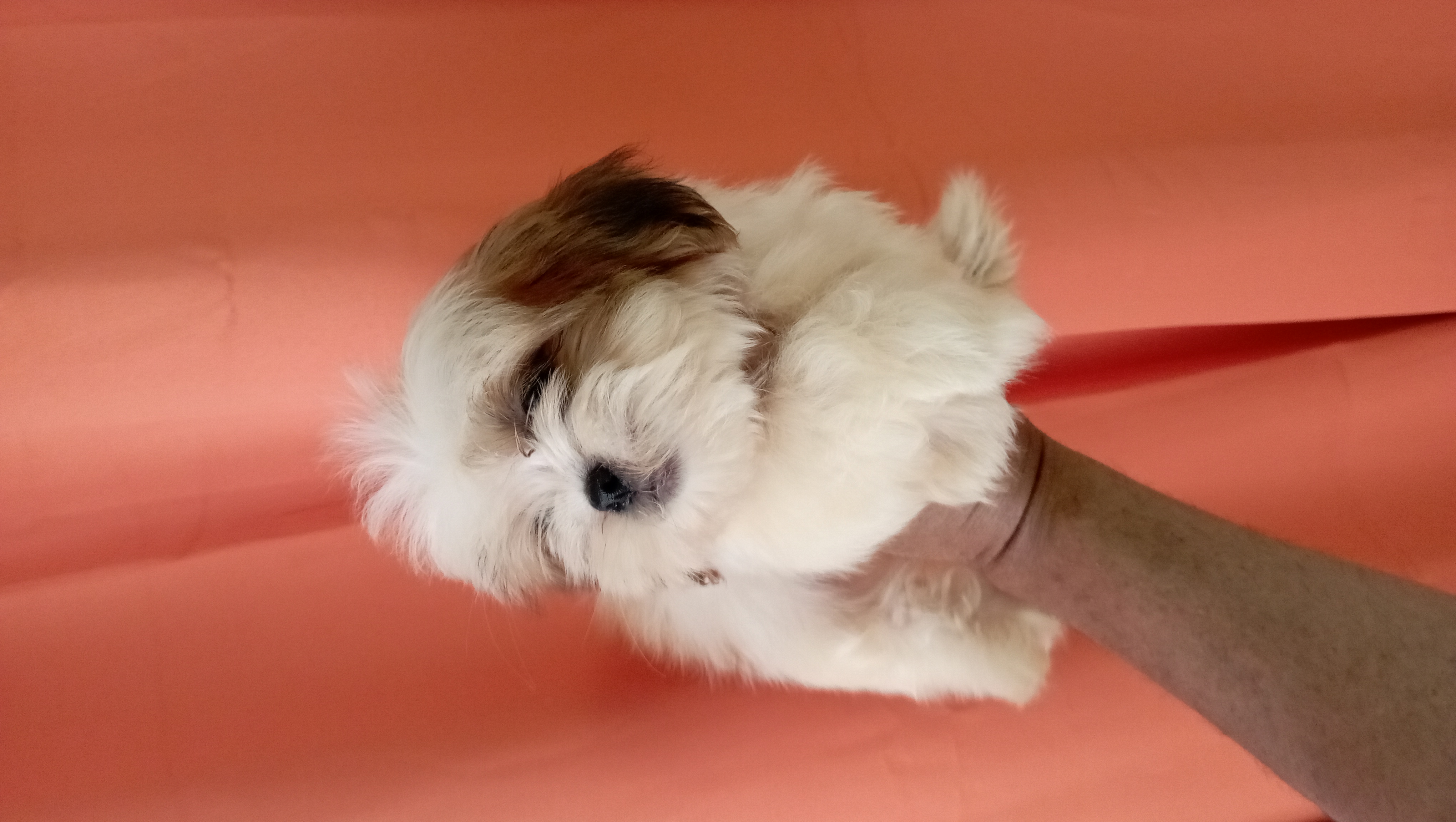 animales y mascotas - shipoo macho disponible  3