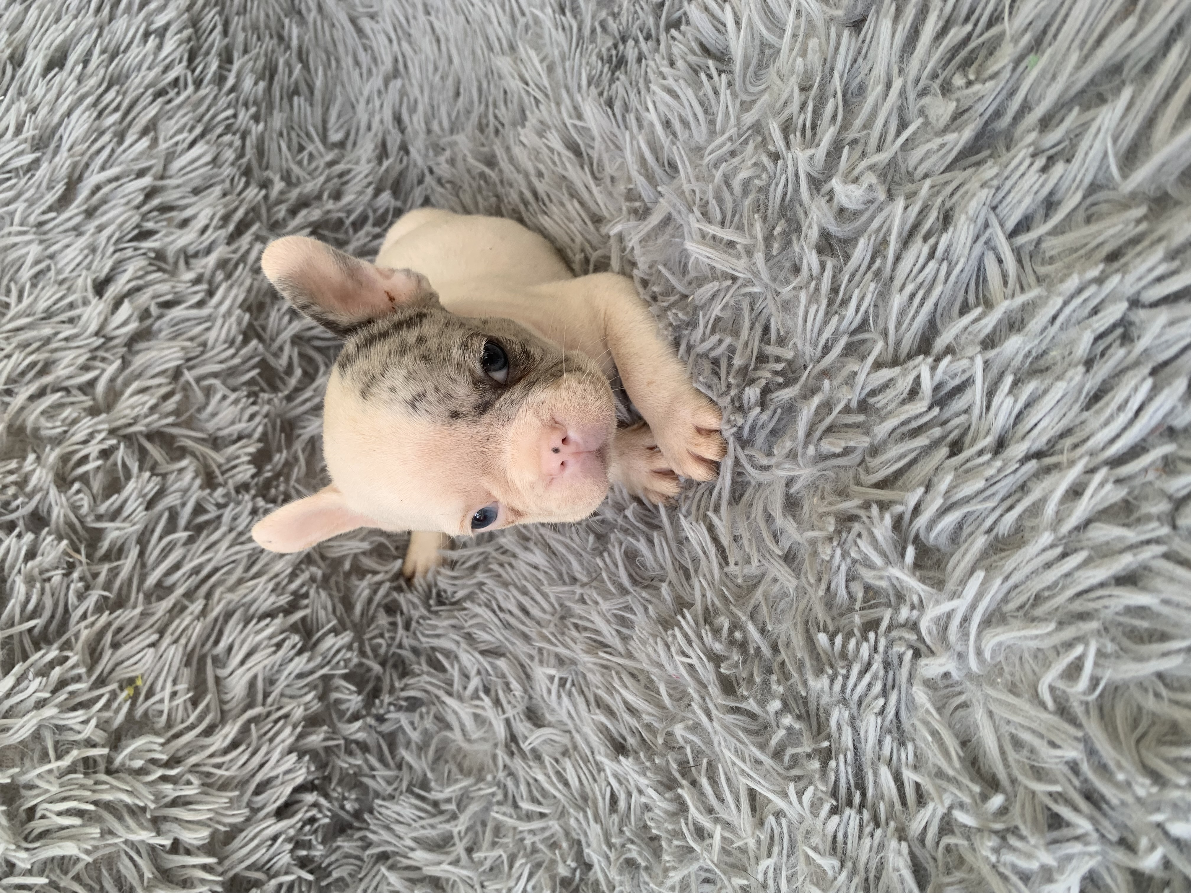 animales y mascotas - Bulldog Francés  2