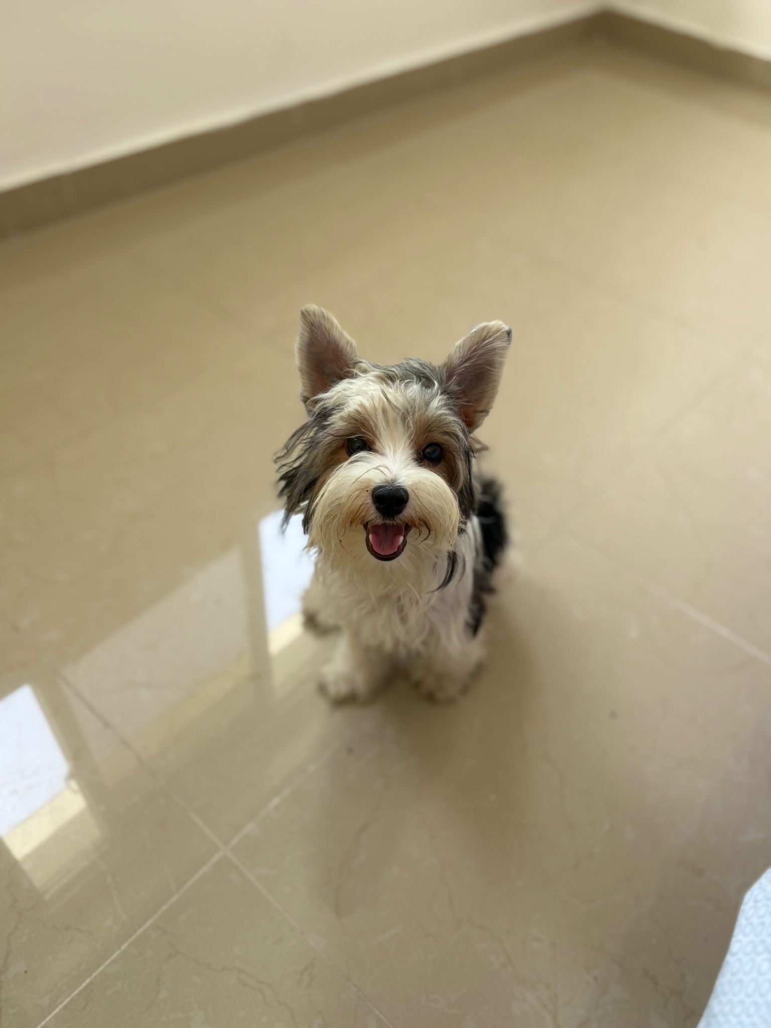 animales y mascotas - yorkie party  0
