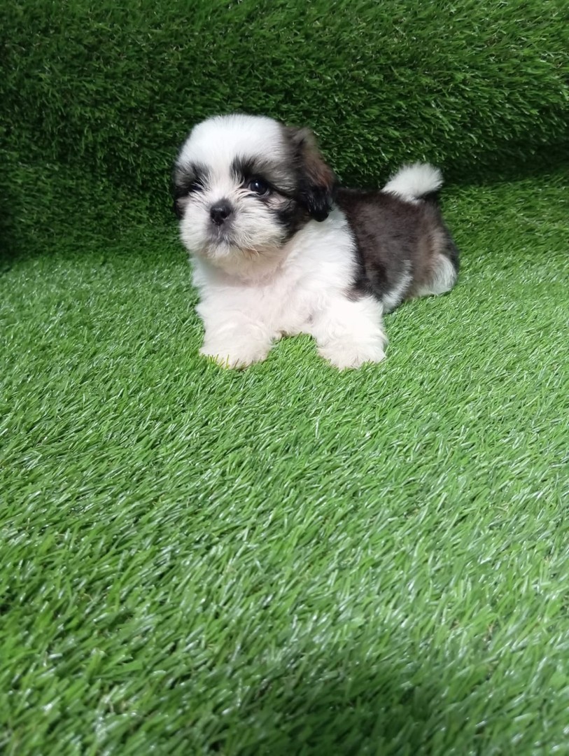 animales y mascotas - Shih tzu hembra y macho. Dog, pet, mascotas, cachorro, perro, shihtzu, chizu, 1