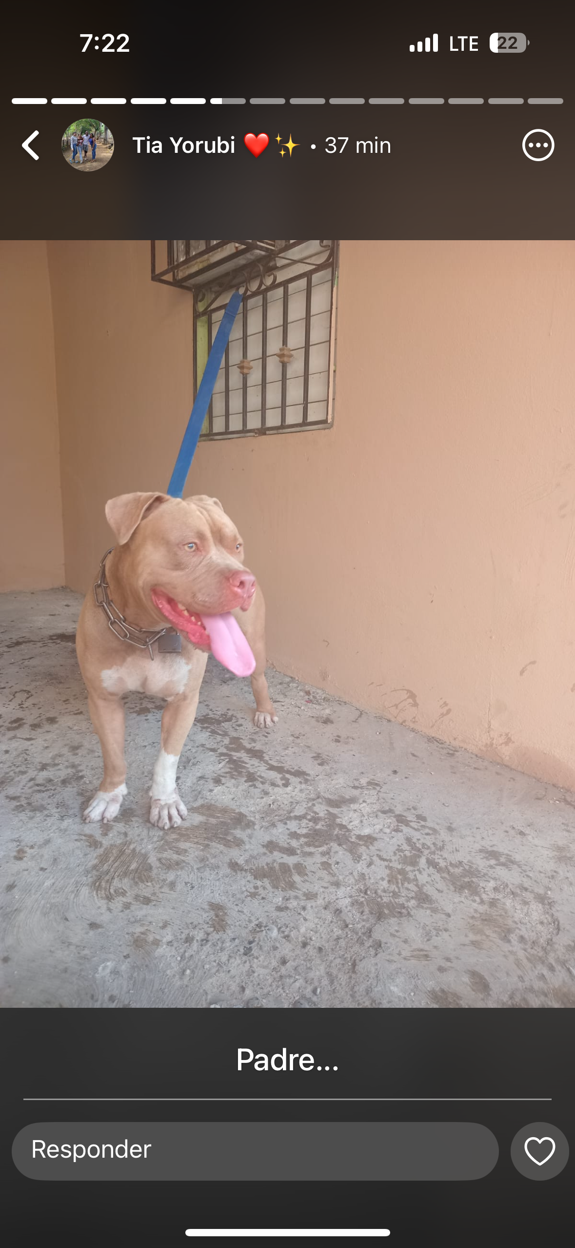 animales y mascotas - Pit bull  7
