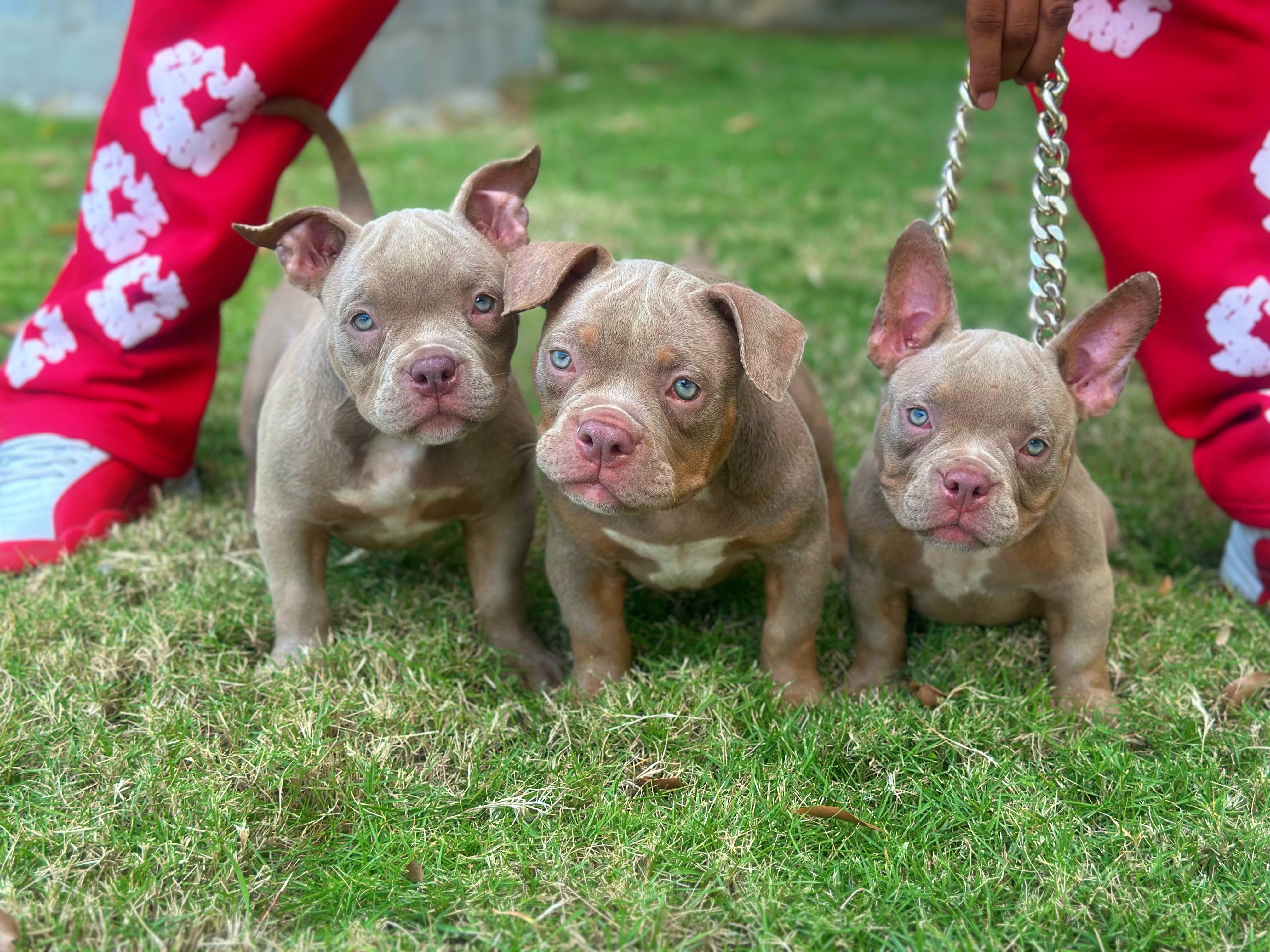 animales y mascotas - American BULLY Micro con PEDIGREE 1