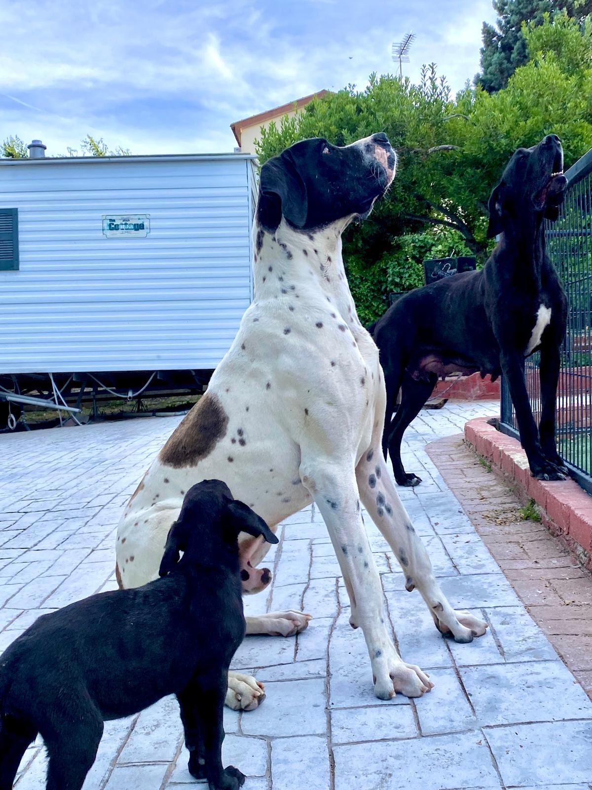 animales y mascotas - Camada gran danés mamá española papá nativo std  0