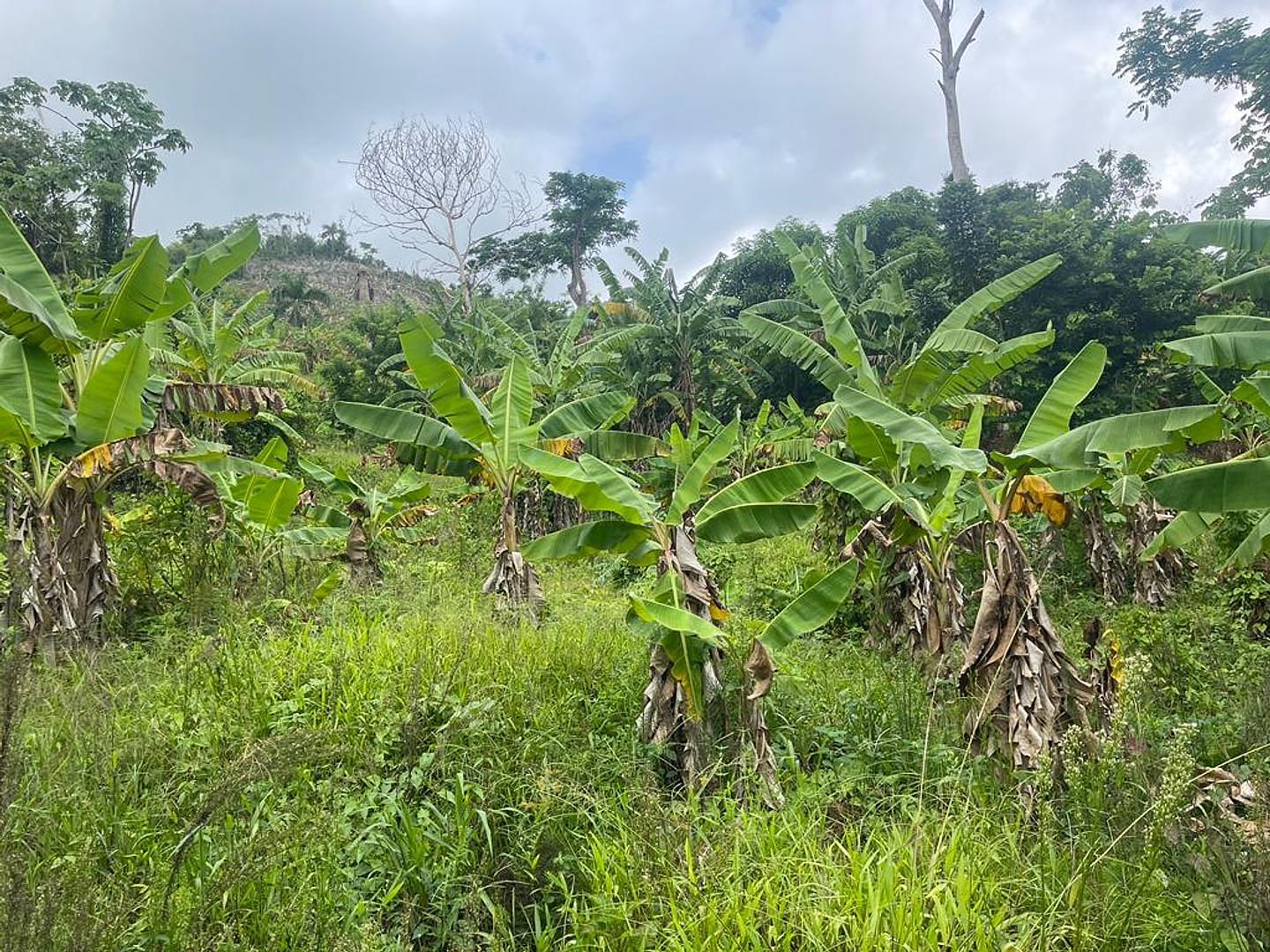 solares y terrenos - Venta de Terreno en Las Terrenas  2