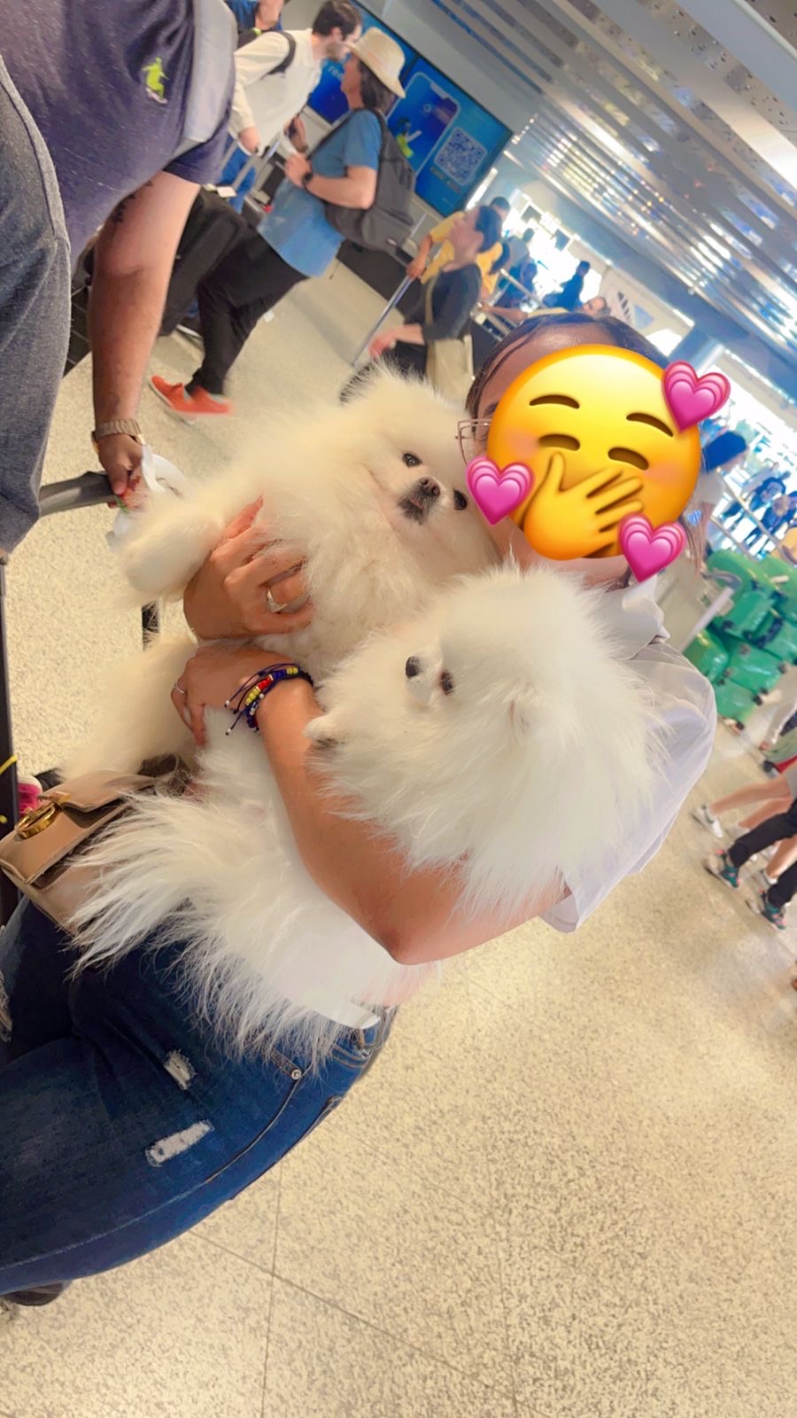 animales y mascotas - Pomerania padrote 1