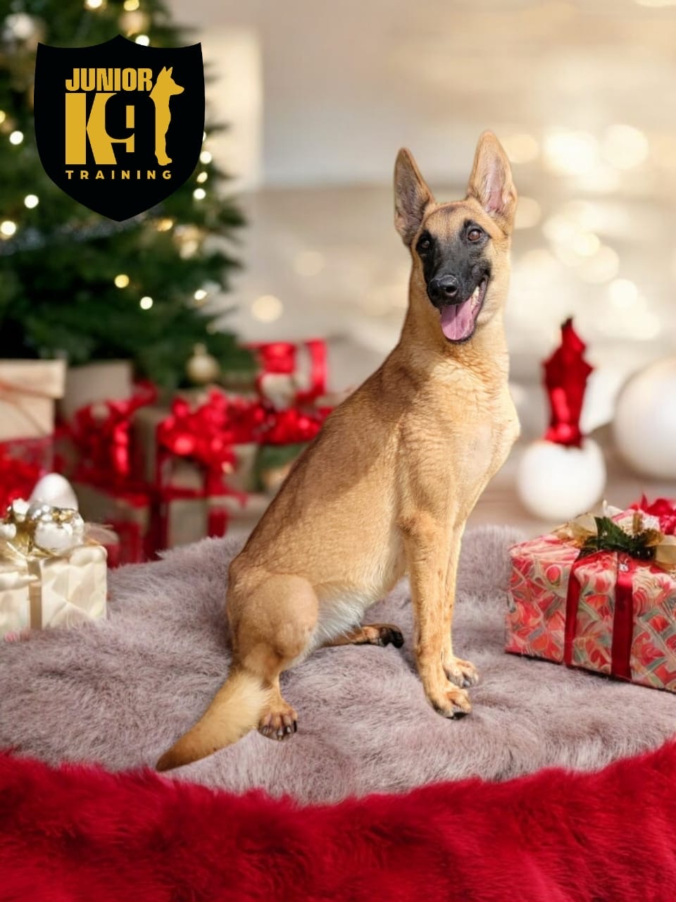 animales y mascotas - Pastor Belga Malinois  1