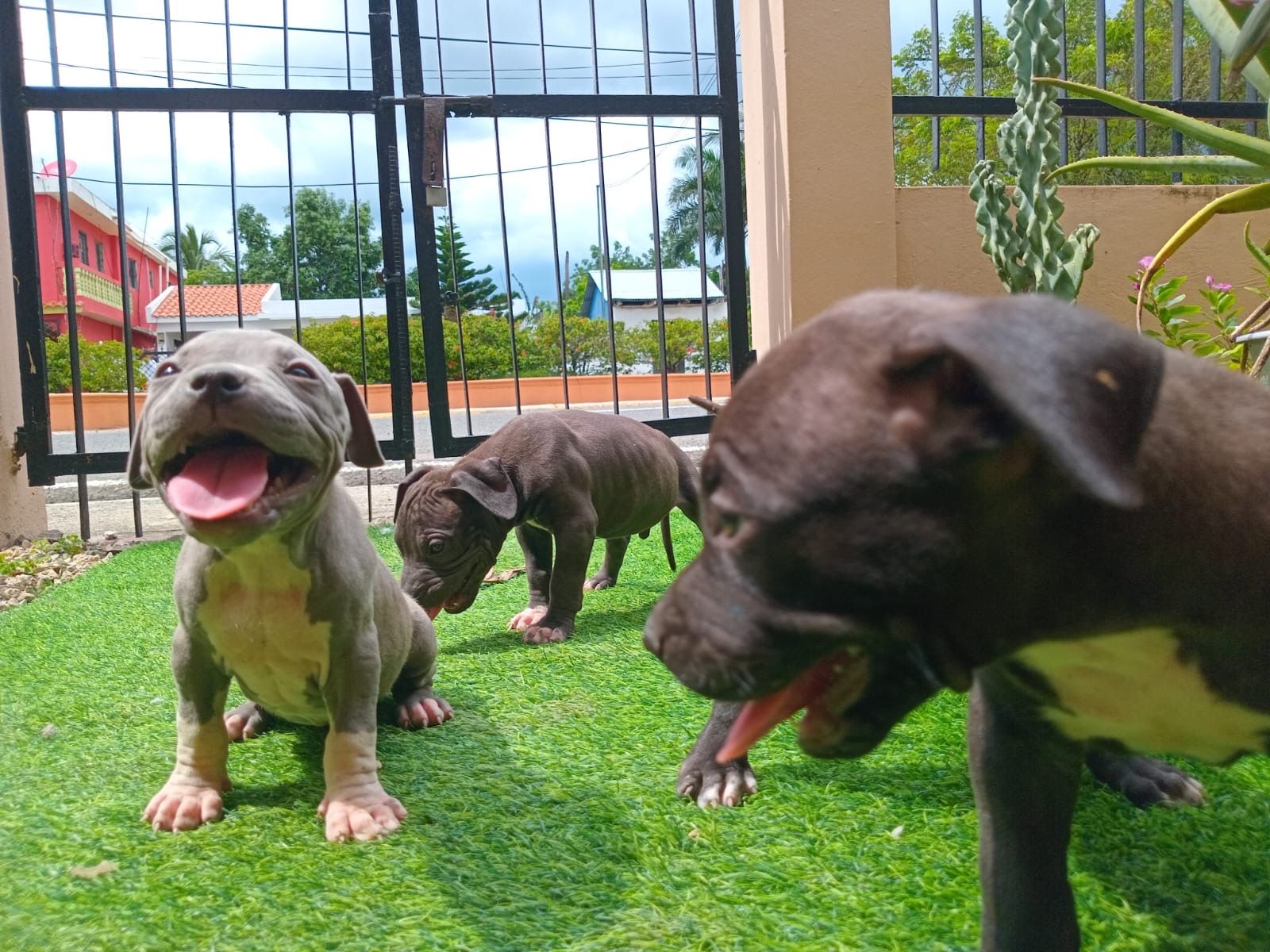 animales y mascotas - Pit bull  4