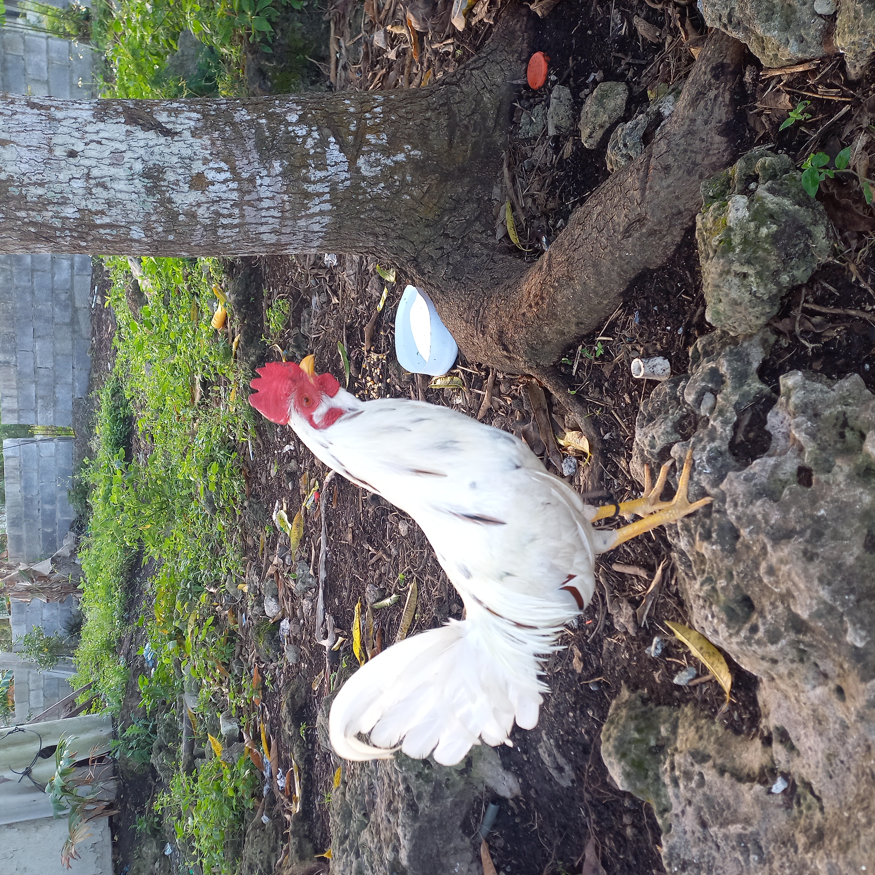 animales y mascotas - Gallo fino y cortador. 1