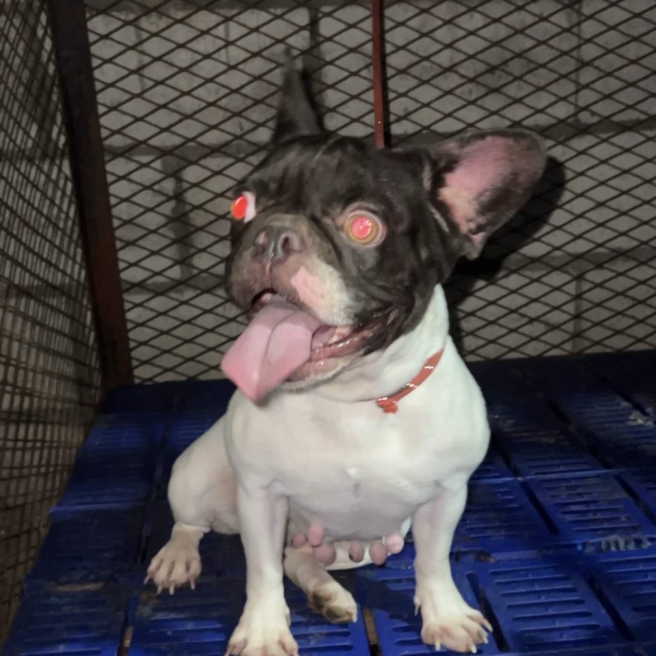 animales y mascotas - bulldog francés 