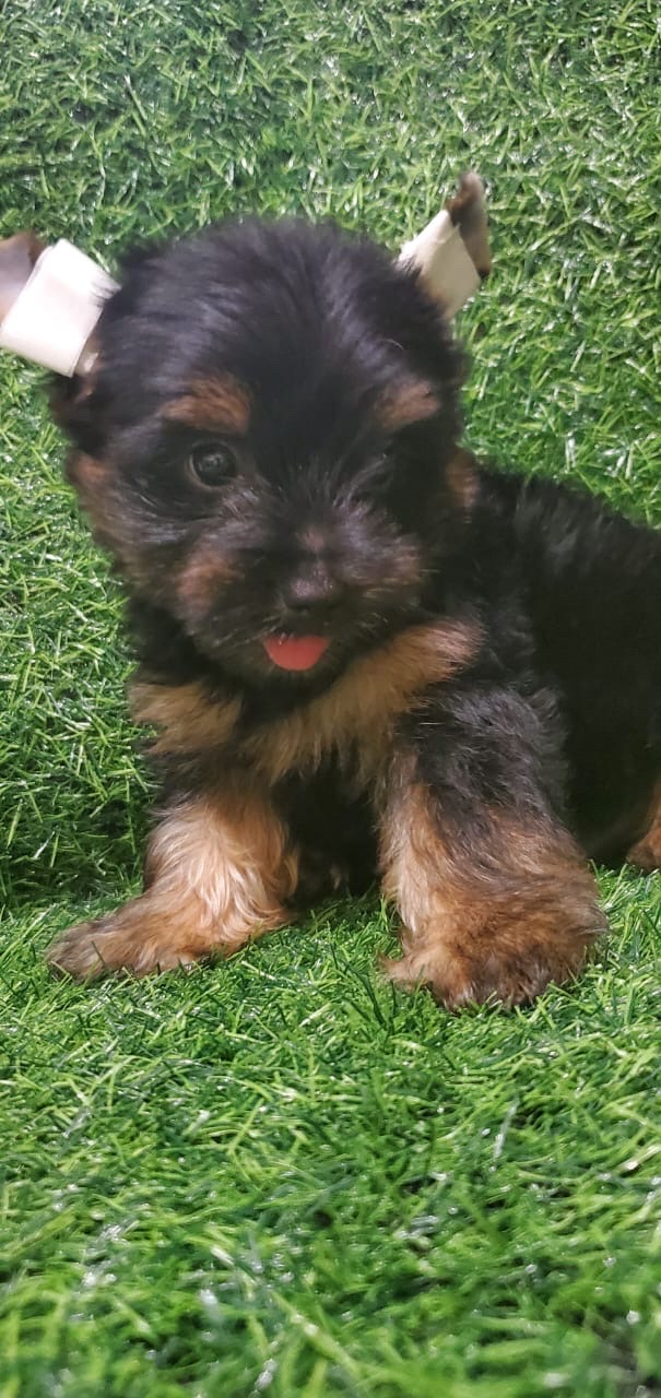 animales y mascotas - Yorkies 1