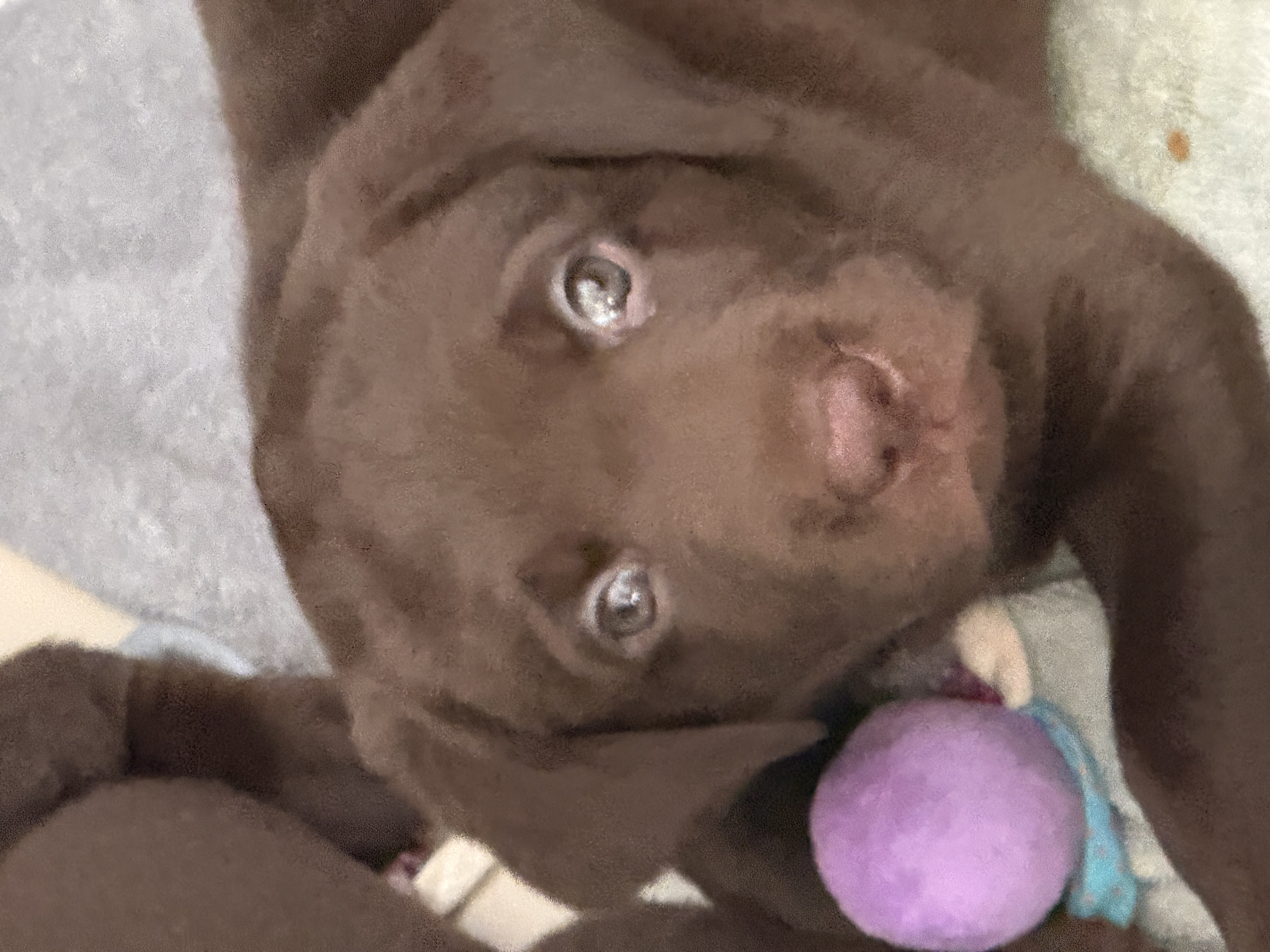 animales y mascotas - Cachorros Labrador  4