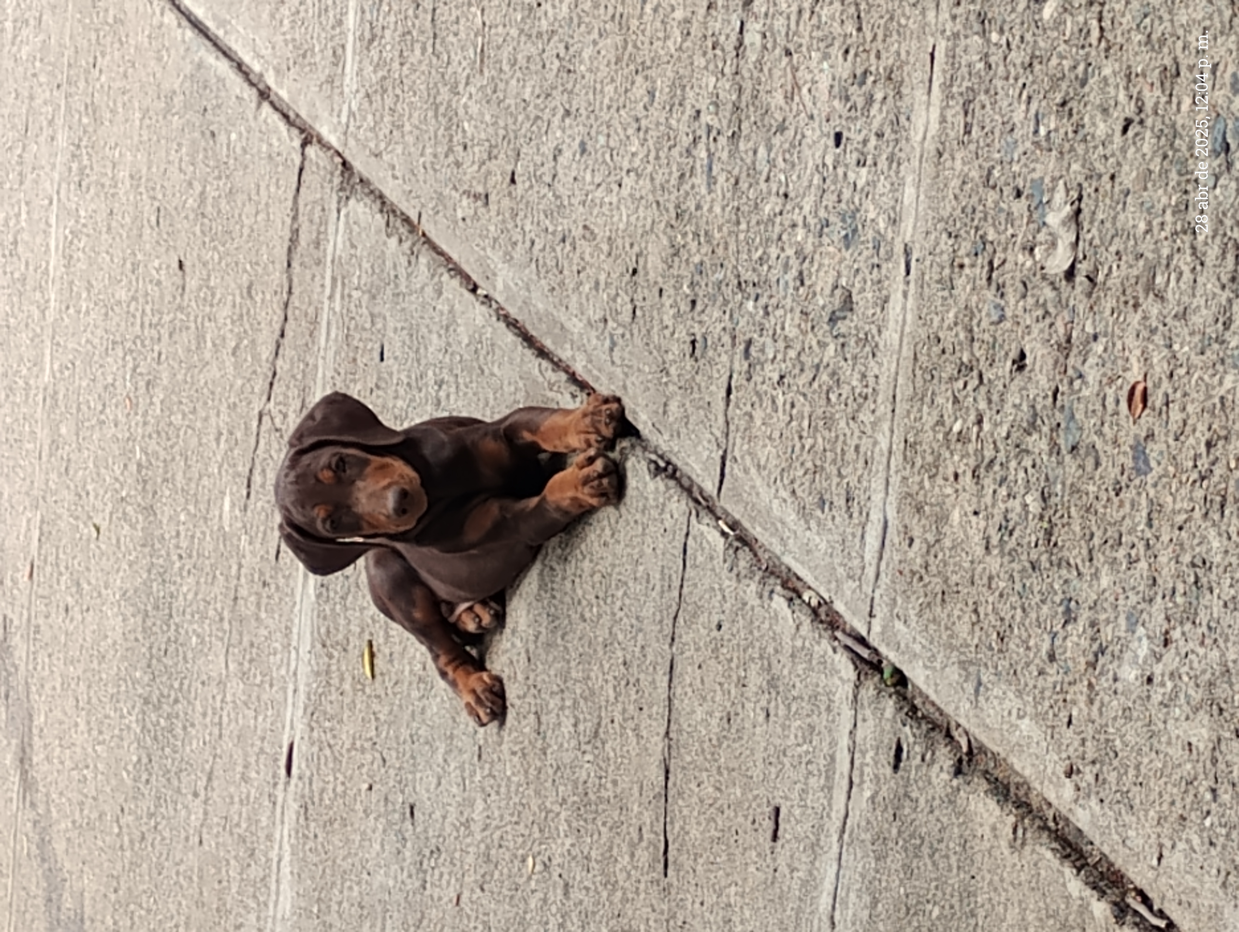 animales y mascotas - Doberman cachorros en venta 2