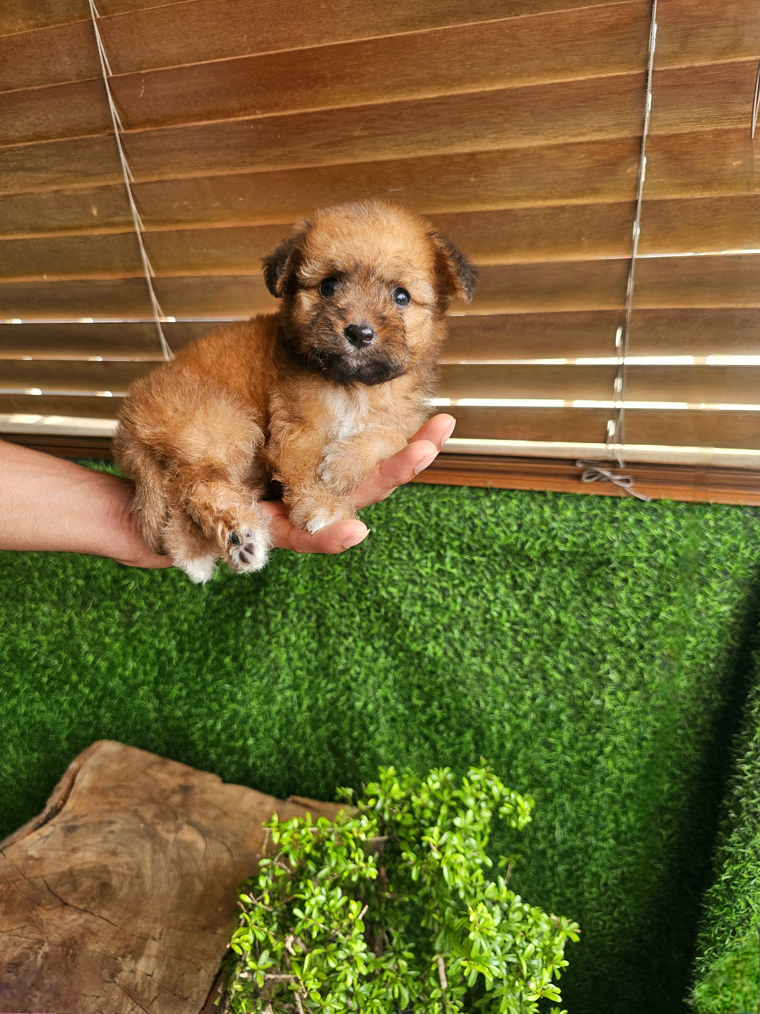animales y mascotas - Poodle mix mariposa 